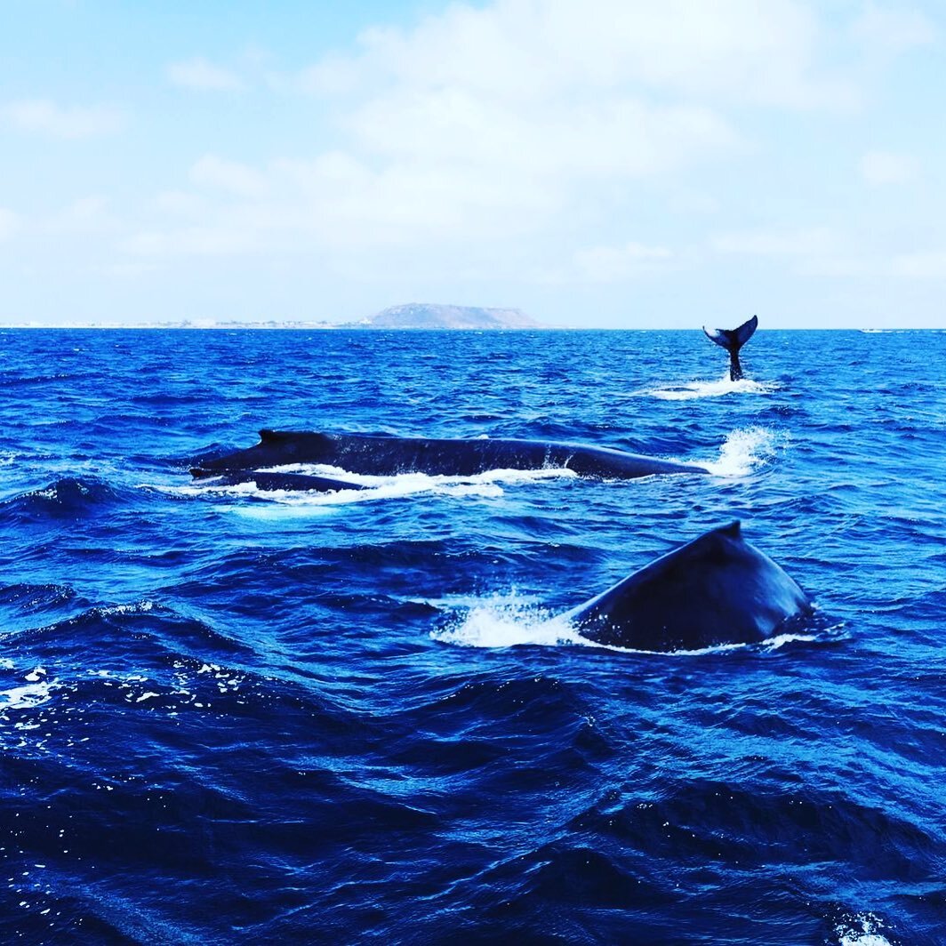 Almost forgot to post my hump day pics! We&rsquo;ll be ready for ya! @posada.estrella @ynnoottnnooww #bnb #ecuador #beachlife #whalewatching www.posadaestrella.com. Photo credit @sarahcruce