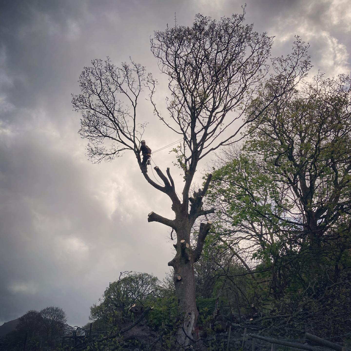 Tywydd Cymraeg go iawn heddiw.
Proper Welsh weather today.
#mwtreesurgery #treesurgery #arborist #tree #bigtree #gogleddcymru #northwales