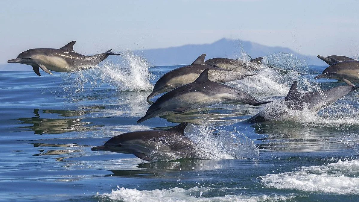 SOC 5 Dolphins.jpeg