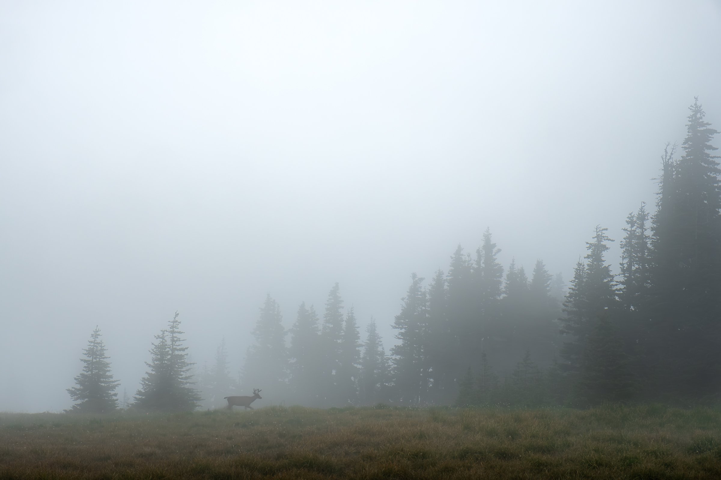 Solitude Is My Guide