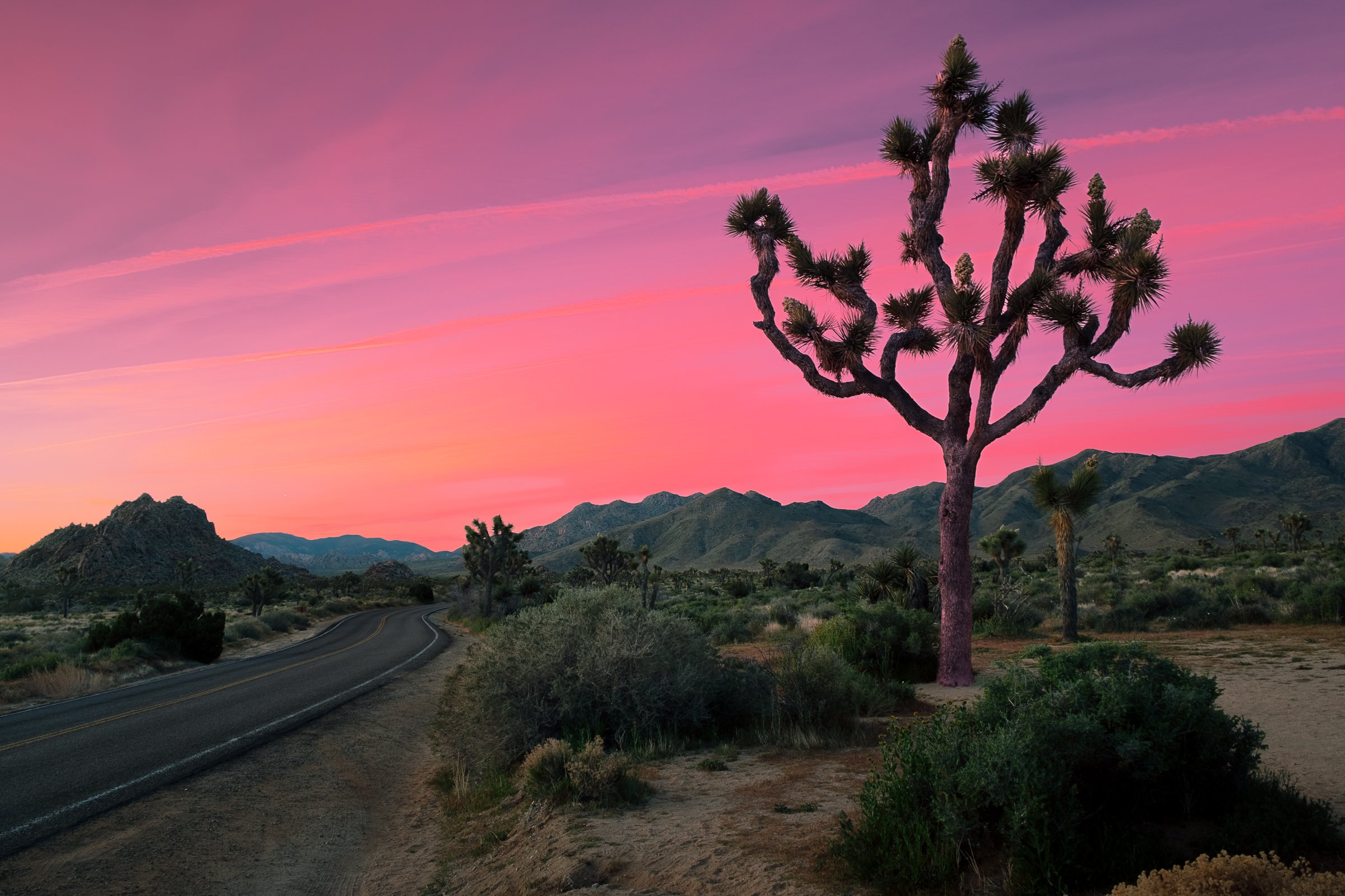 Joshua_Tree_4-7_4-9-19-023.jpg