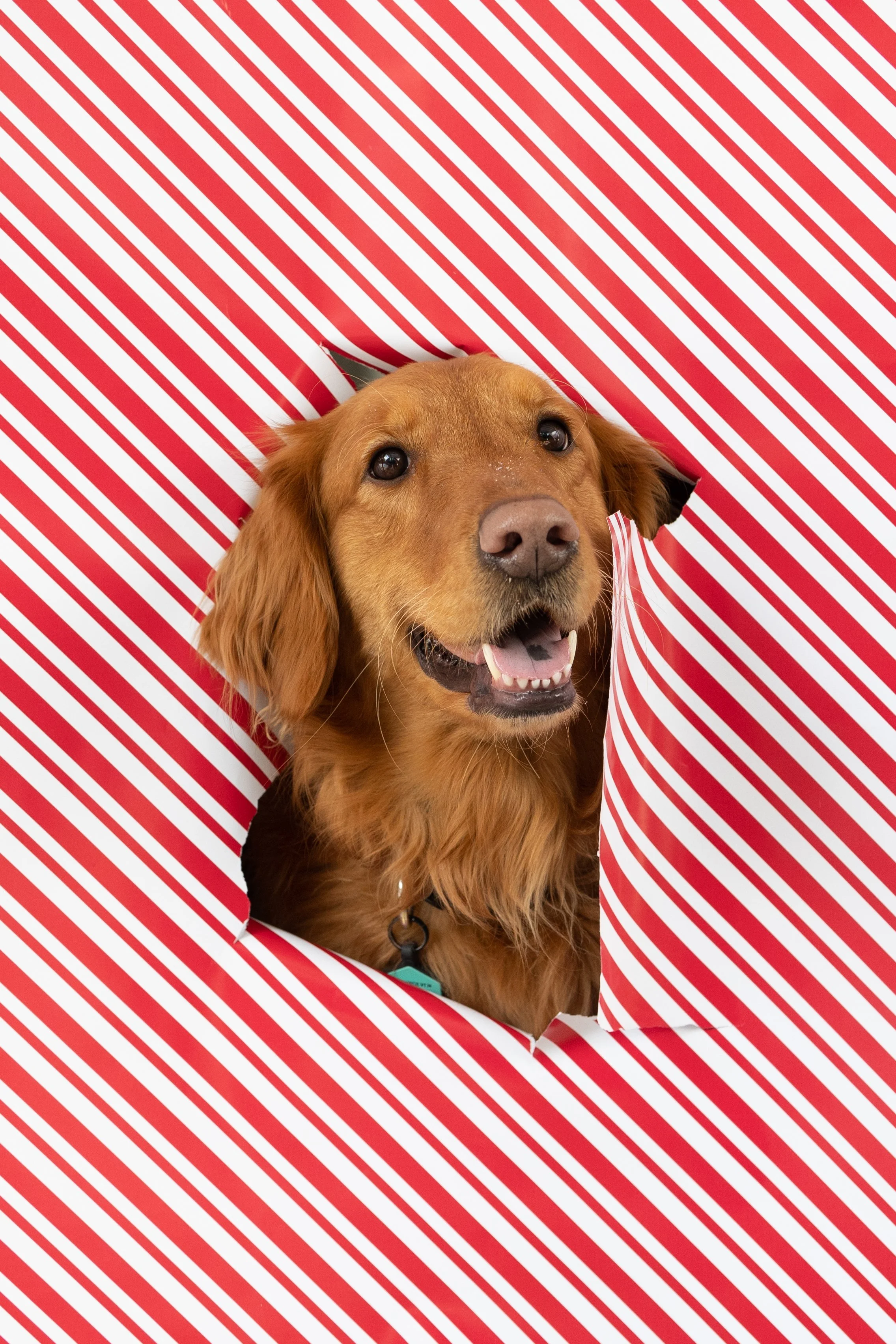 XmasCard_2025_WrappingPaper-12.jpg