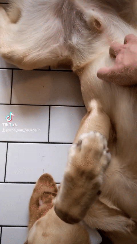 scritches.gif