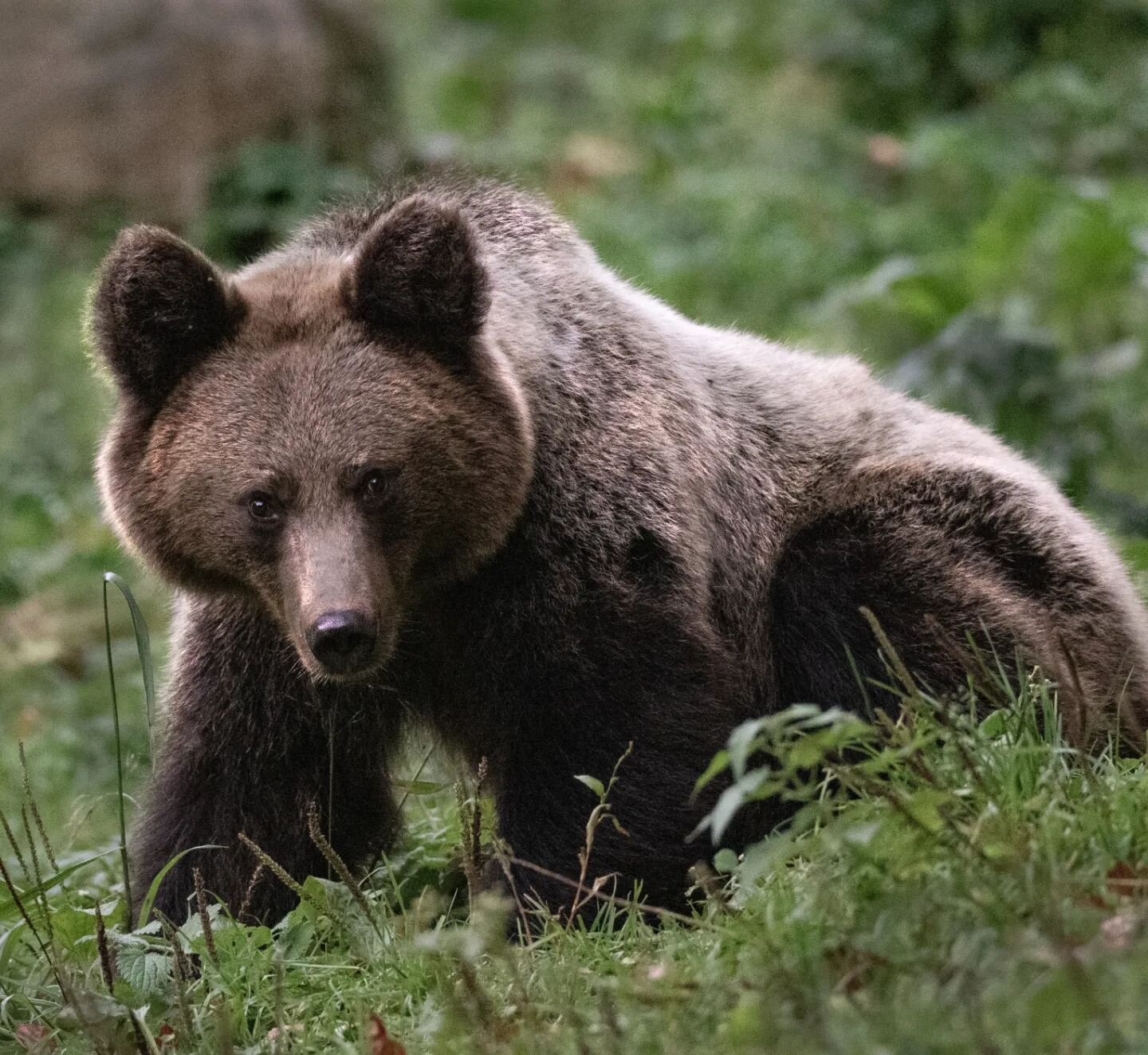 WILD WEDNESDAY
Did you know that Europe's highest population density of brown bears is found in the Carpathian Mountains?

This stunning mountain range, spanning over seven countries, is home to an incredible array of wildlife, including bears, wolve