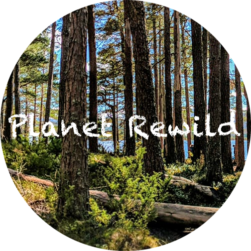 Planet Rewild - 360 film for Virtual Reality immersive nature experiences