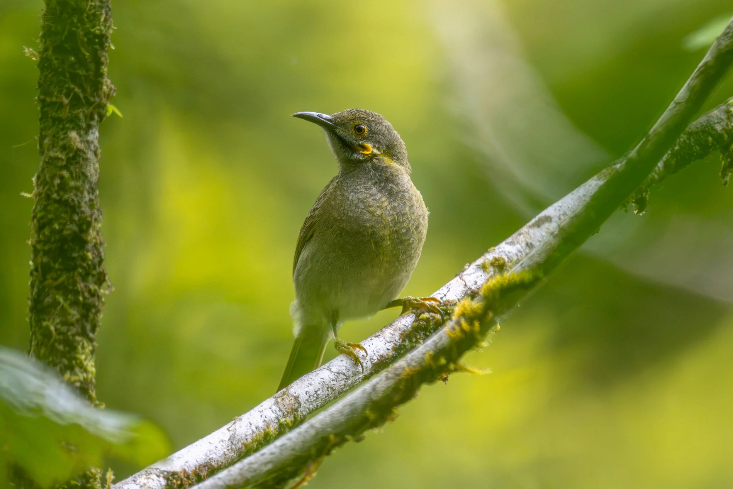 Northern Wattled-Honeyeater (Foulehaio taviunensis), an endemic bird of Fiji photographed on Taveuni.