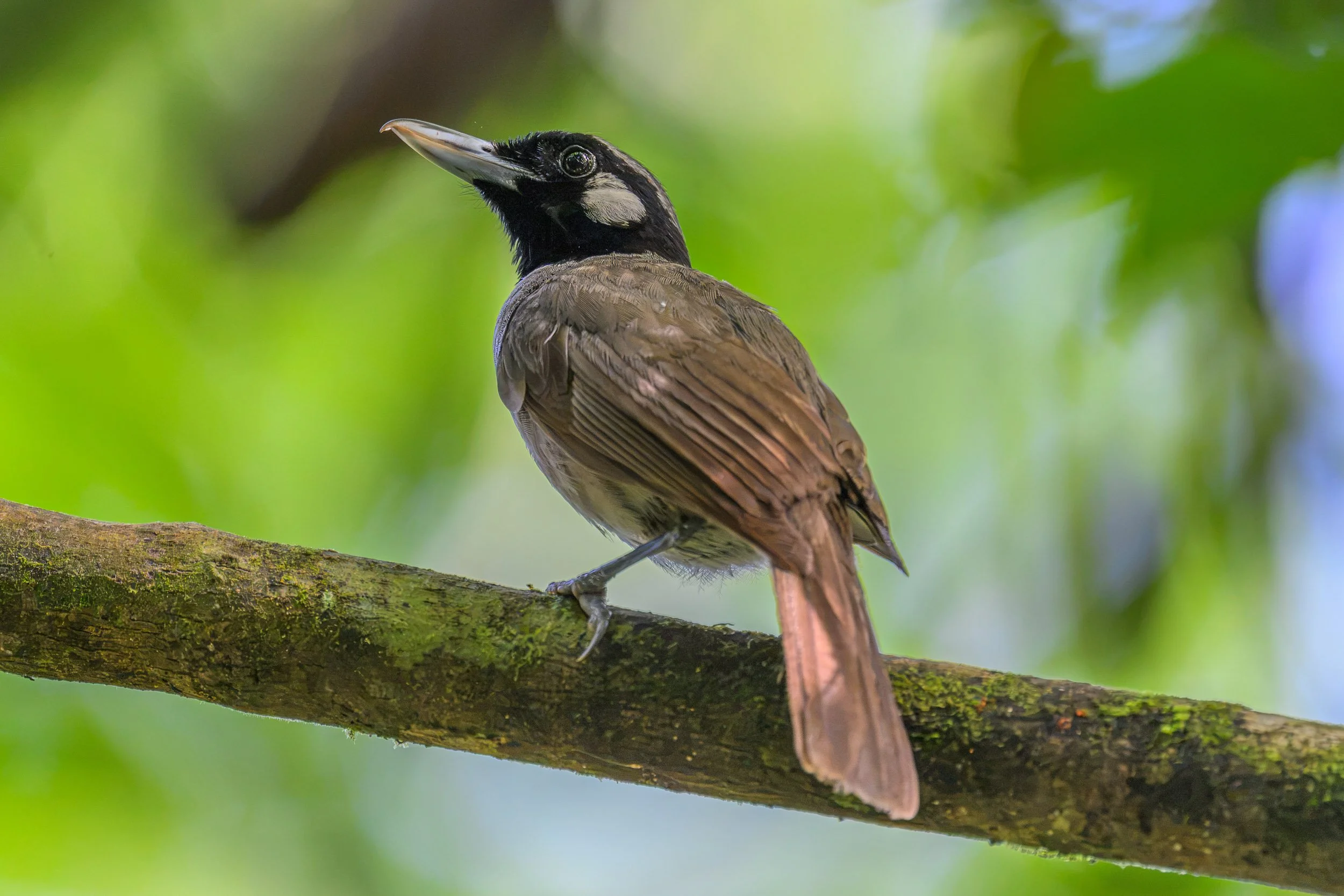 Black-throated Shrikebill (Clytorhynchus nigrogularis), an endemic bird of Fiji photographed in Naitasiri on Viti Levu, Fiji.