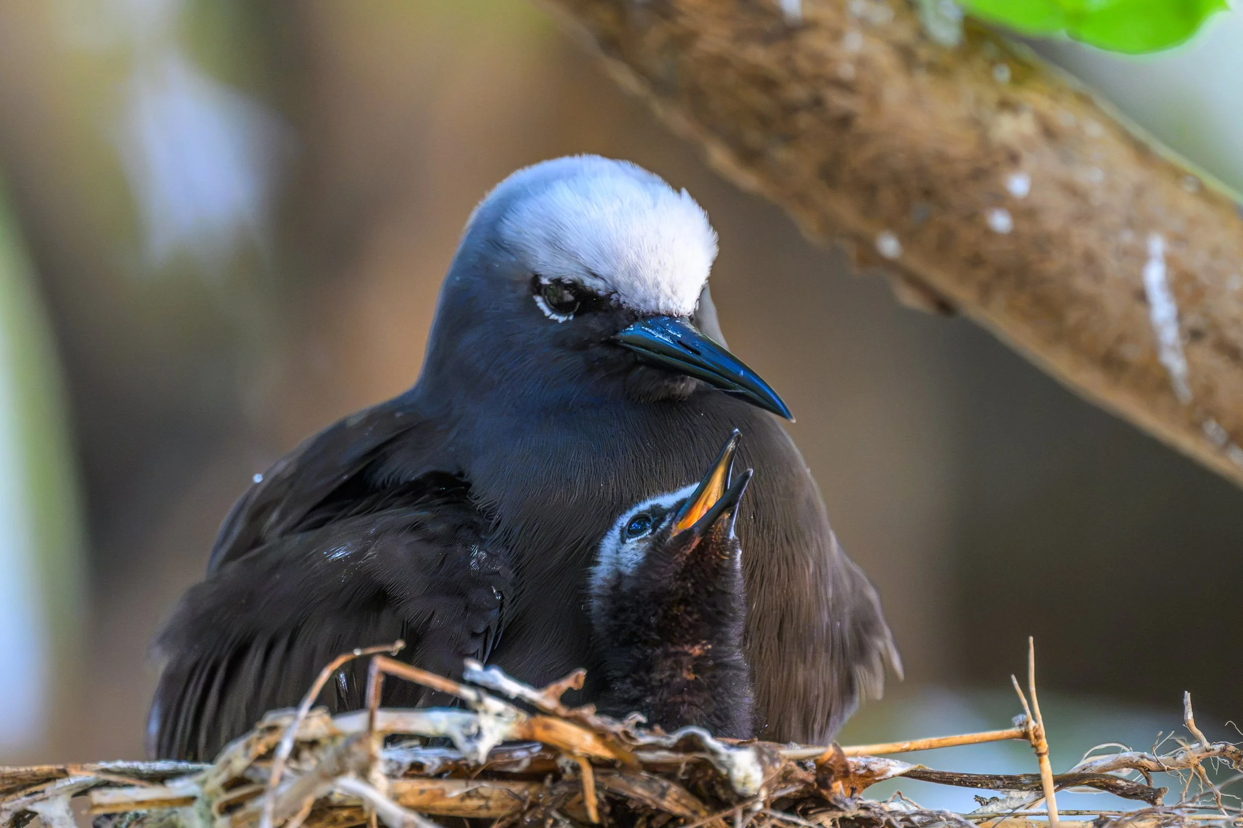 A Black Noddy (Anous minutus) with its chick in a nest on Tench Island, an important breeding site in New Ireland Province, Papua New Guinea.