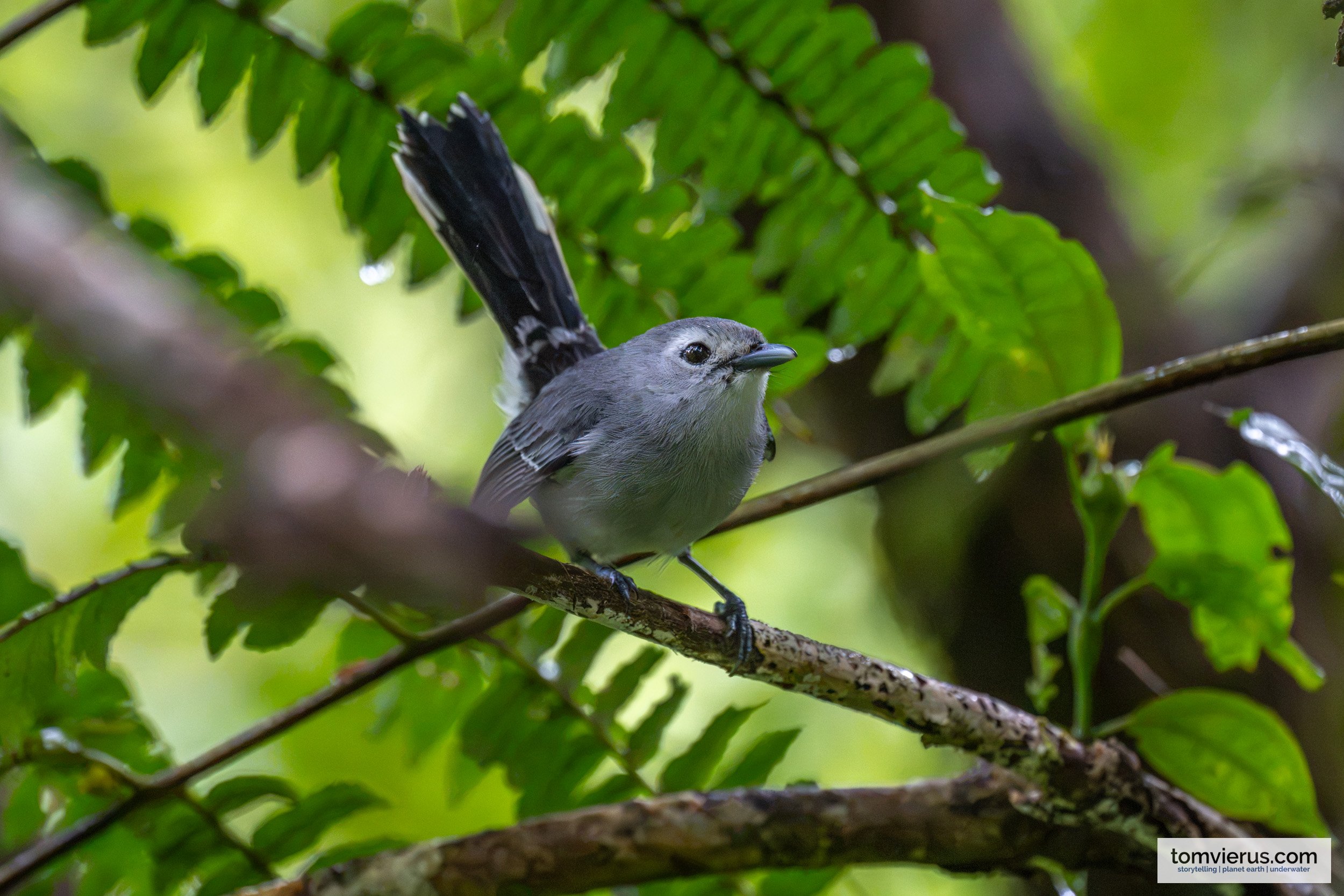 A Slaty Monarch showing its sleek charcoal-grey feathers and subtle white eye ring while resting on a rainforest branch in Taveuni.
