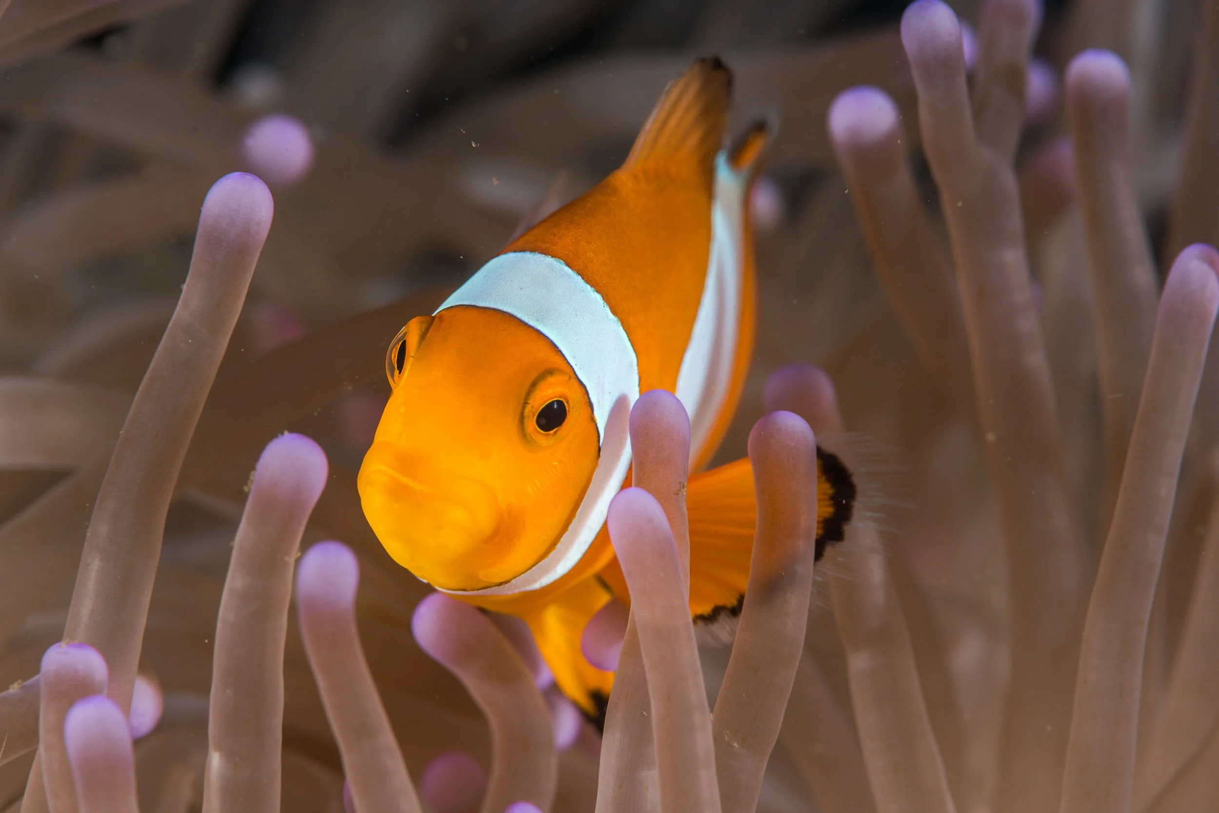 An Ocellaris Anemonefish (Amphiprion ocellaris) sheltering among the tentacles of its host anemone near Pemuteran in northern Bali, Indonesia.