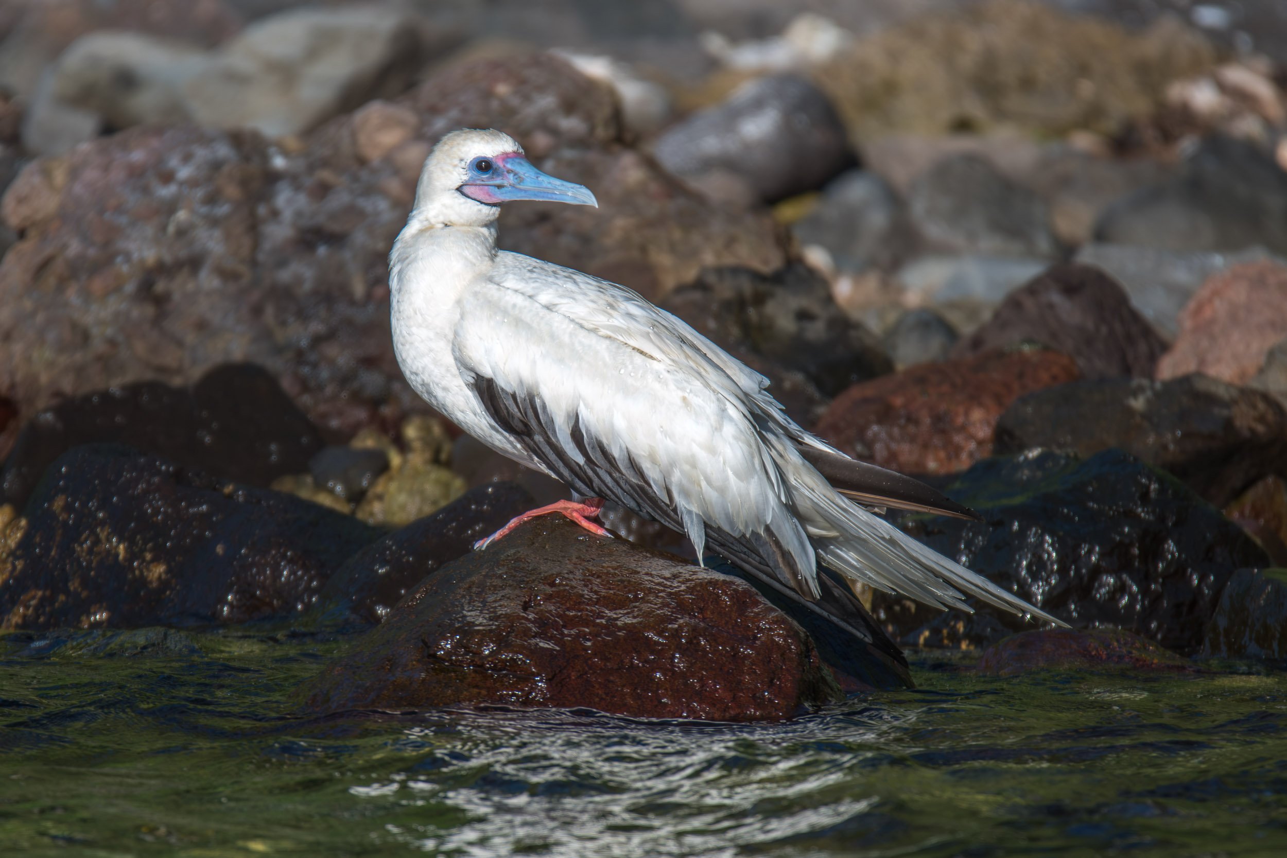 Red-footed Booby (Sula sula) photographed on Namena Island, Fiji. This tropical seabird occurs around Fiji’s offshore islands and reefs and spends much of its time feeding over the open ocean.