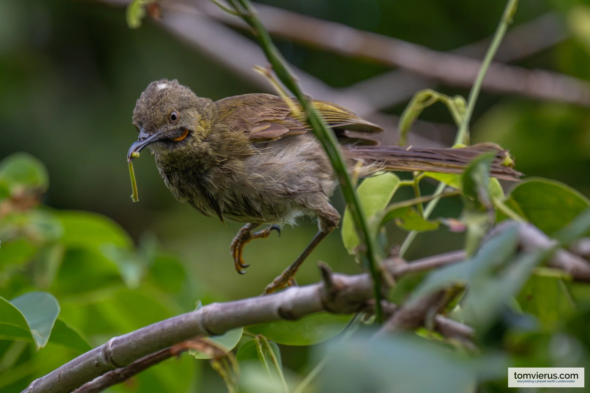 Western Wattled Honeyeater feeding on a small caterpillar at Suva foreshore, Fiji.