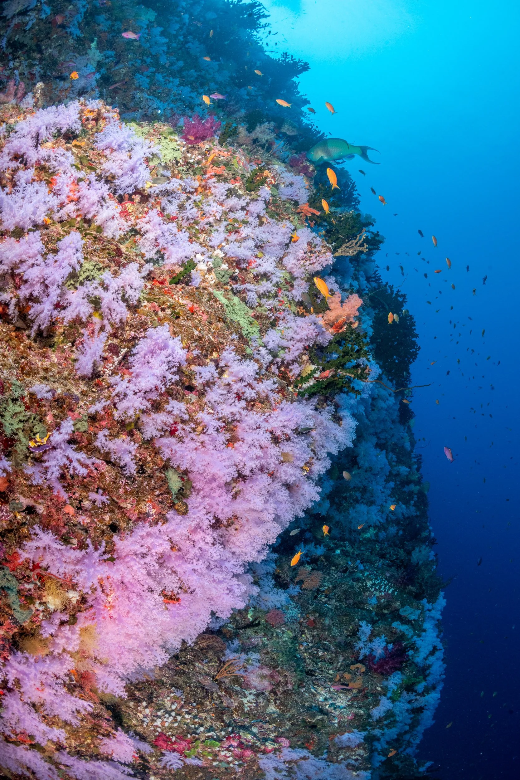 Dense Dendronephthya soft corals cover the White Wall dive site at Rainbow Reef in the Somosomo Strait, Fiji.