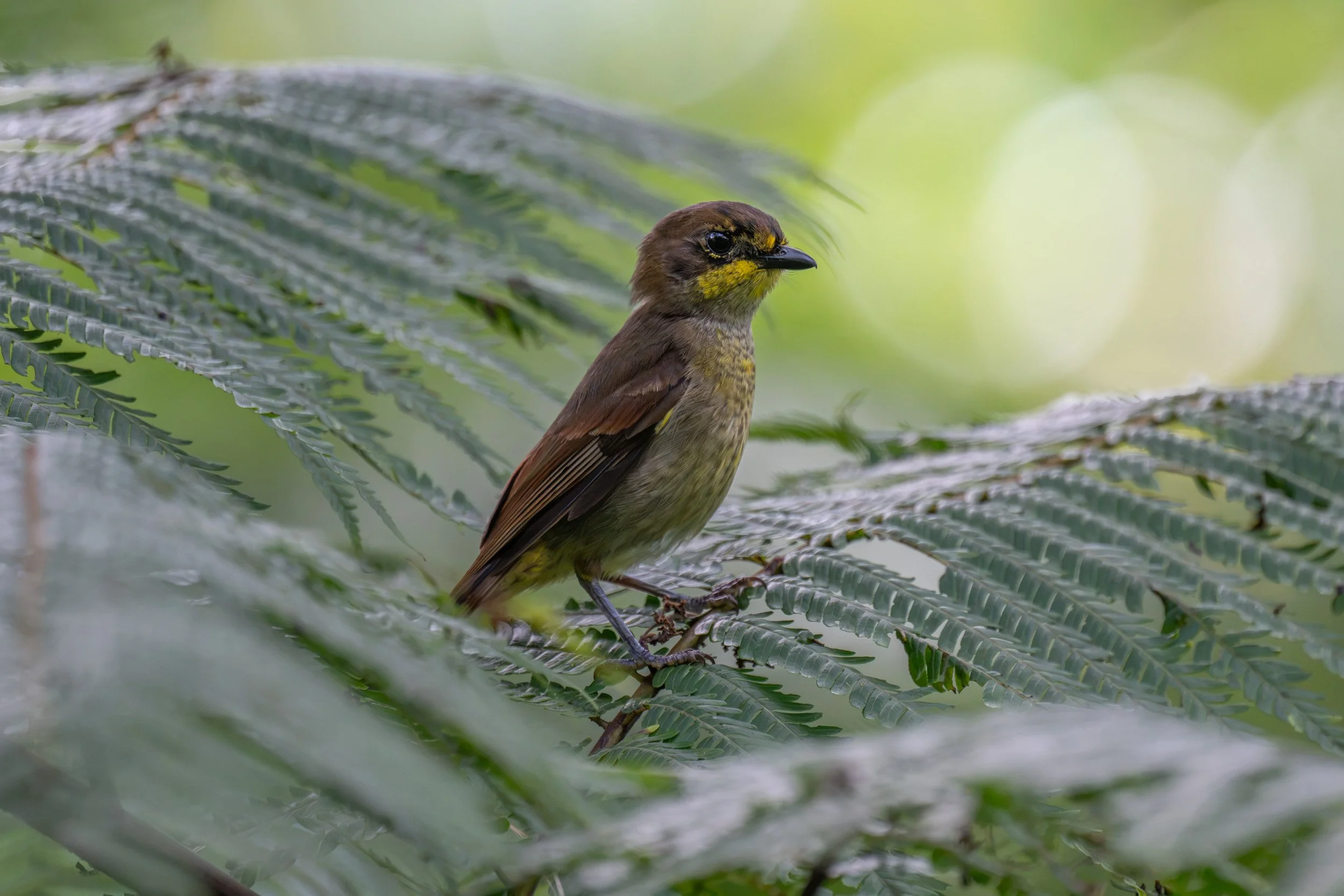 Female yellow-throated Fiji whistler in Namosi on Viti Levu, Fiji.