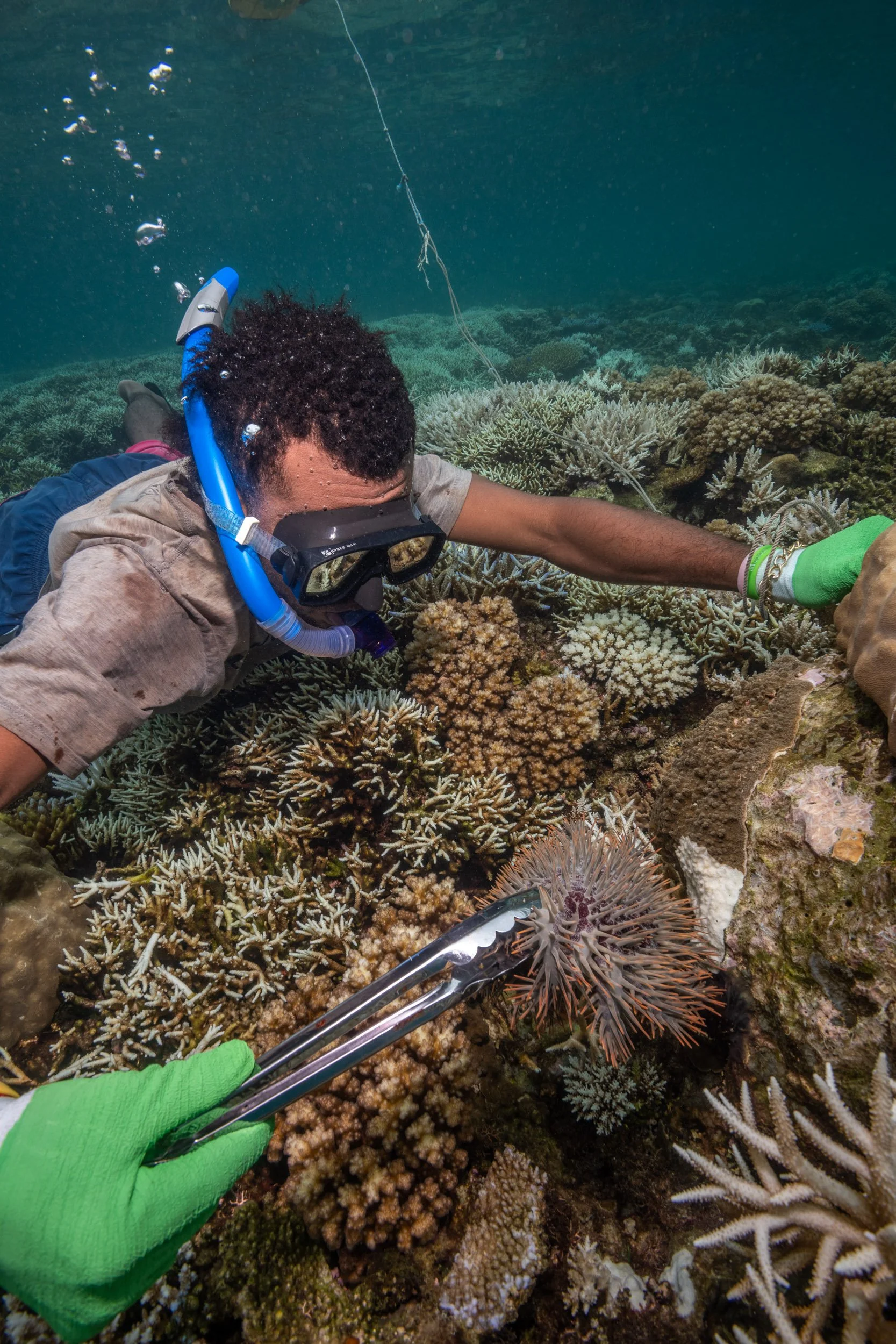 A community member from Soliyaga removes a Crown-of-thorns Starfish (Acanthaster cf. solaris) from the reef near the village on Beqa Island, Fiji.