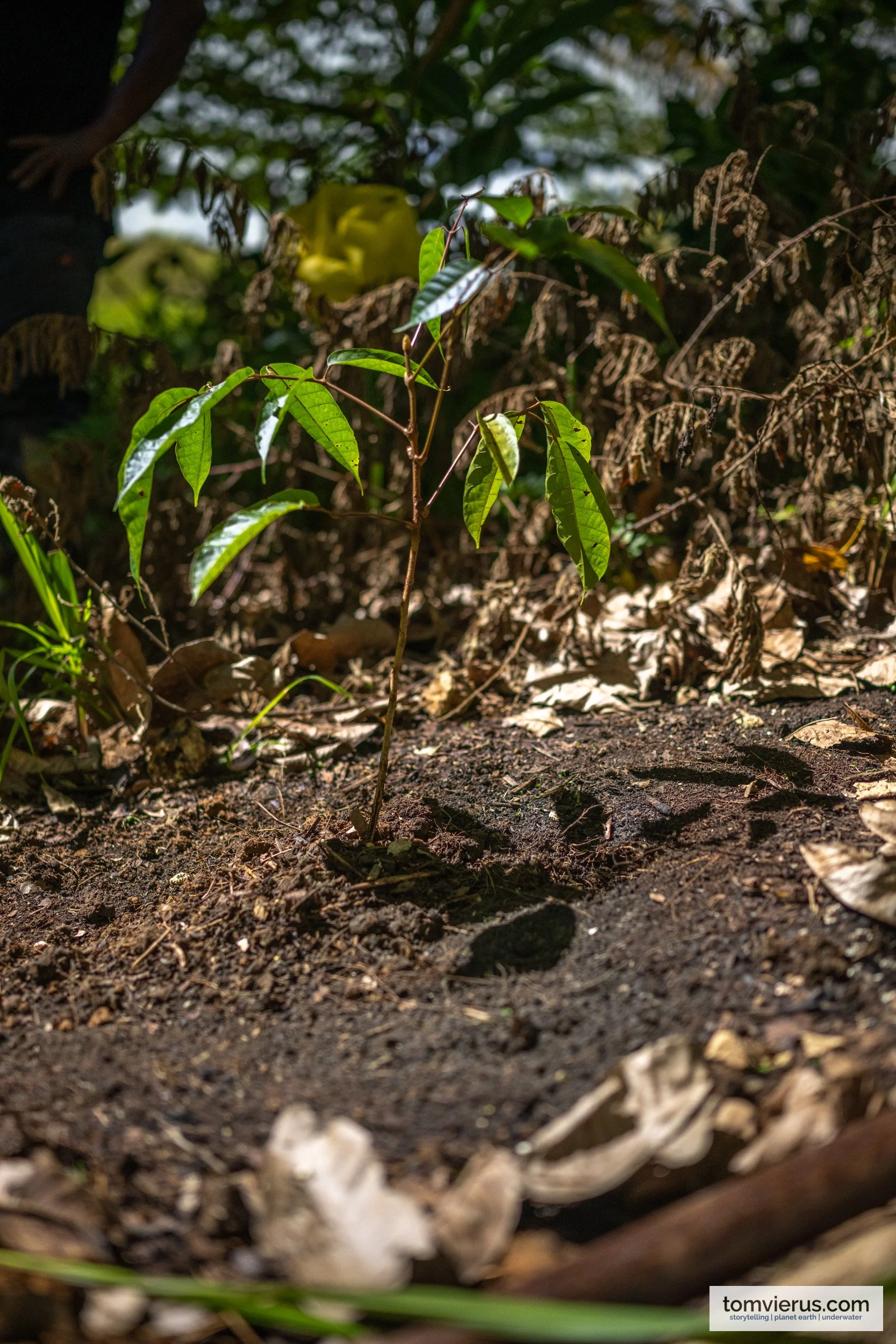 tom-vierus-solomon-islands-sprep-pebacc-plus-22.jpg