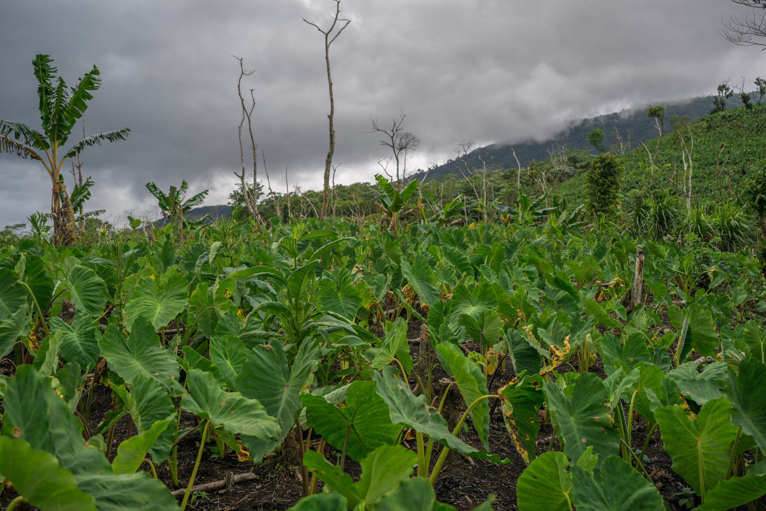 wwf-pomio-conservation-papua-new-guinea-tom-vierus-17.jpg