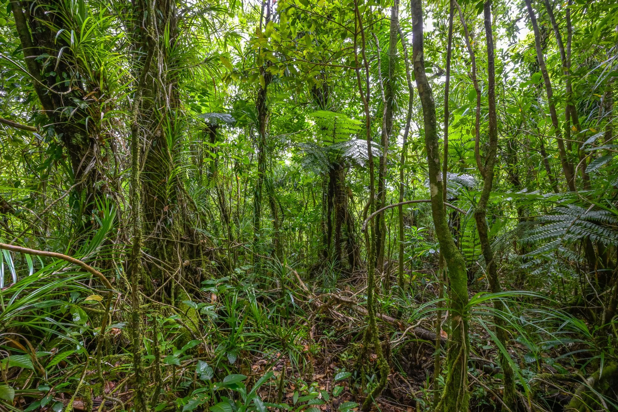 Birdlife International_Tom Vierus_Manumea Expedition-39.jpg