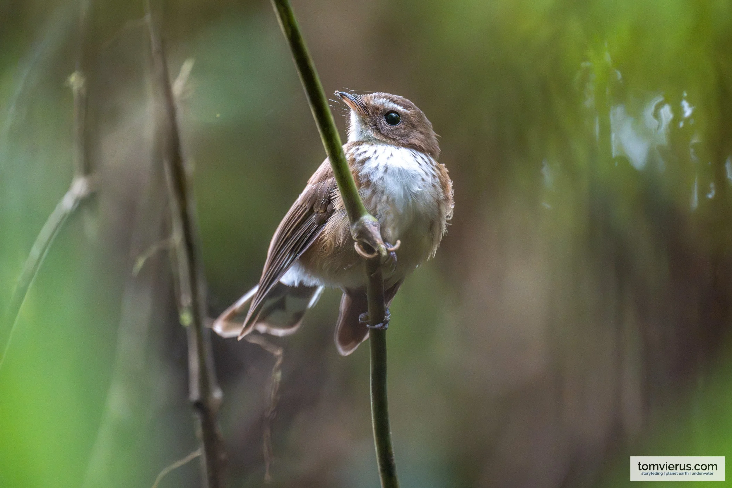 A brown Fiji Streaked Fantail bird with its distinctive long tail fanned out on a branch.