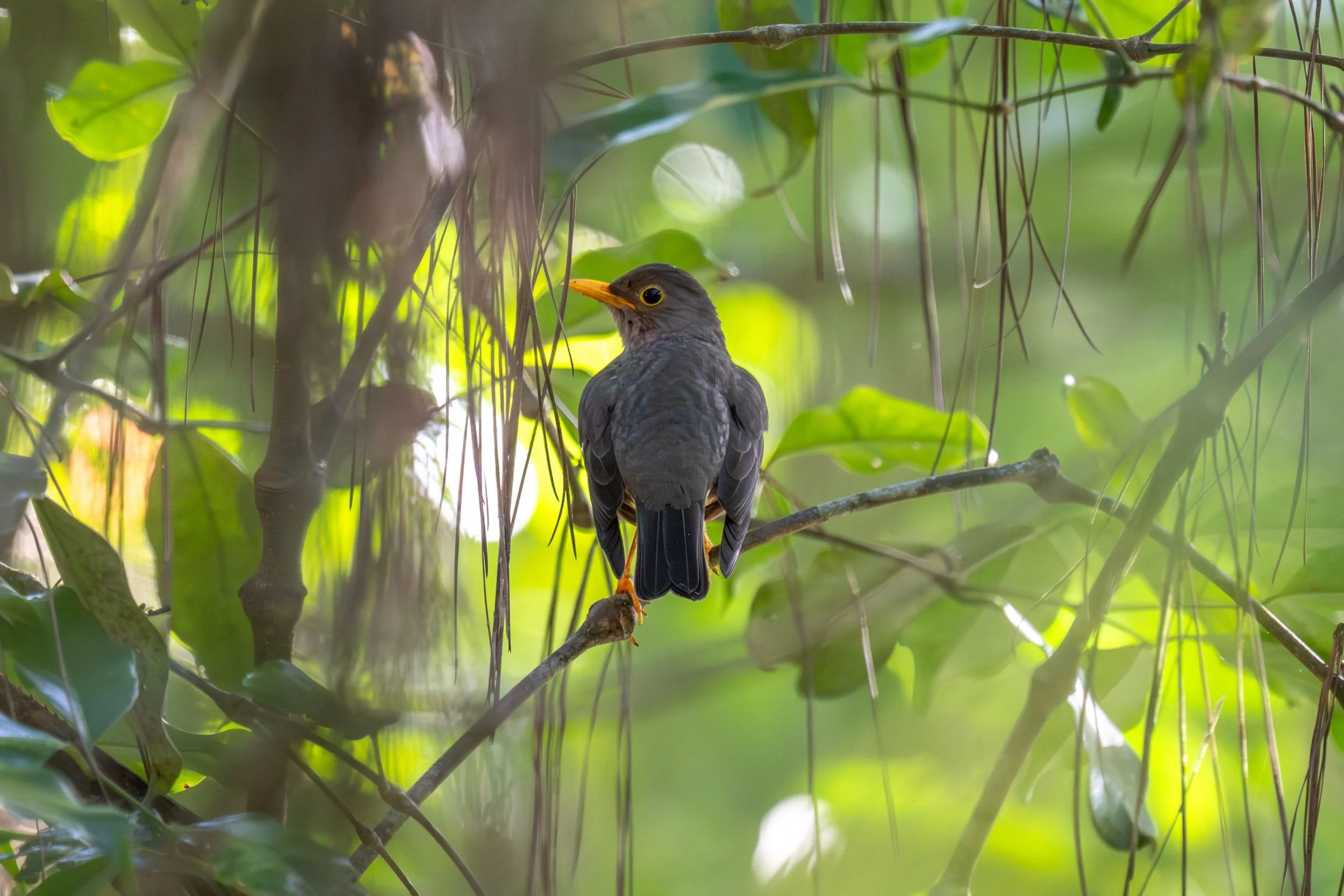 Male Fiji Island-Thrush (Turdus ruficeps) photographed in Colo-i-Suva, Fiji, an endemic Fijian forest thrush found in native woodland across several of the country’s larger islands.