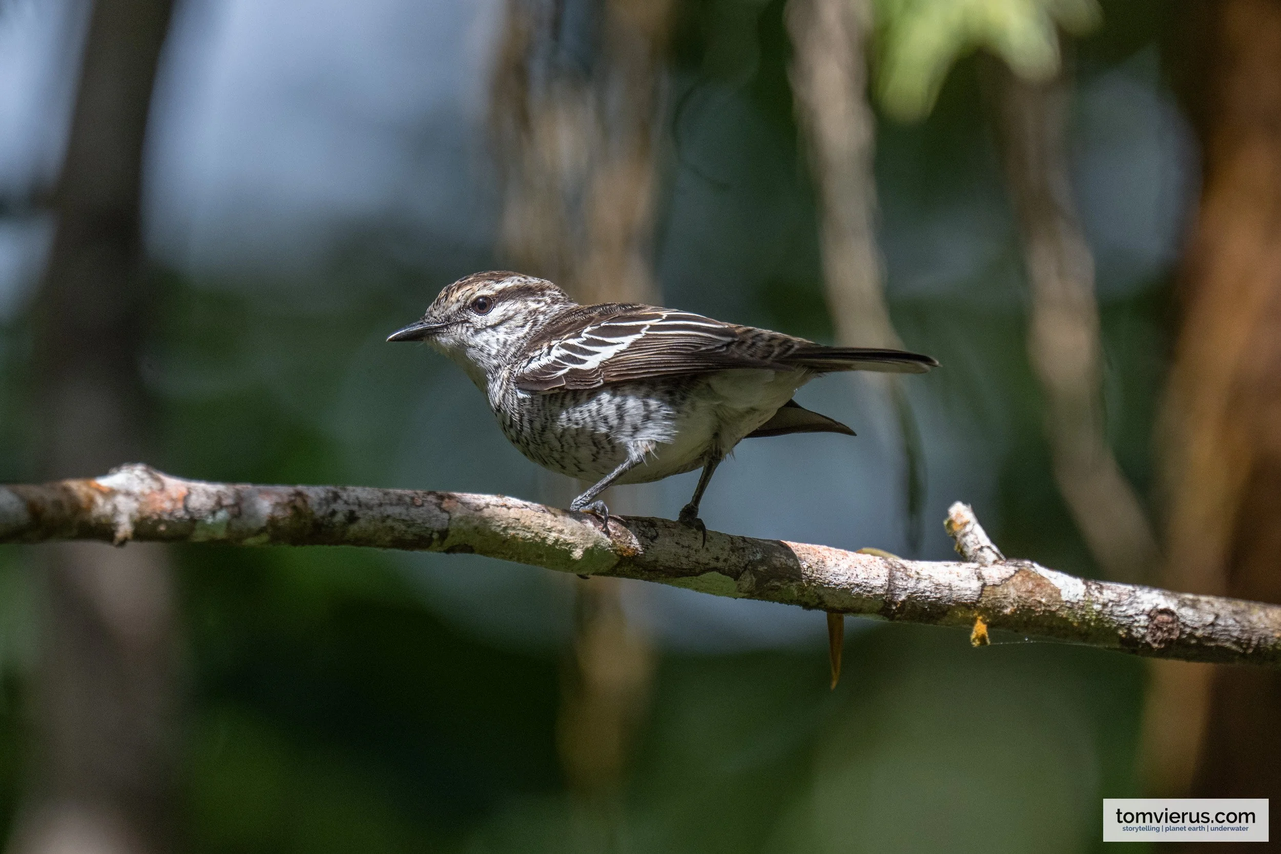 Polynesian Triller in Colo-i-Suva Forest Park, Fiji.