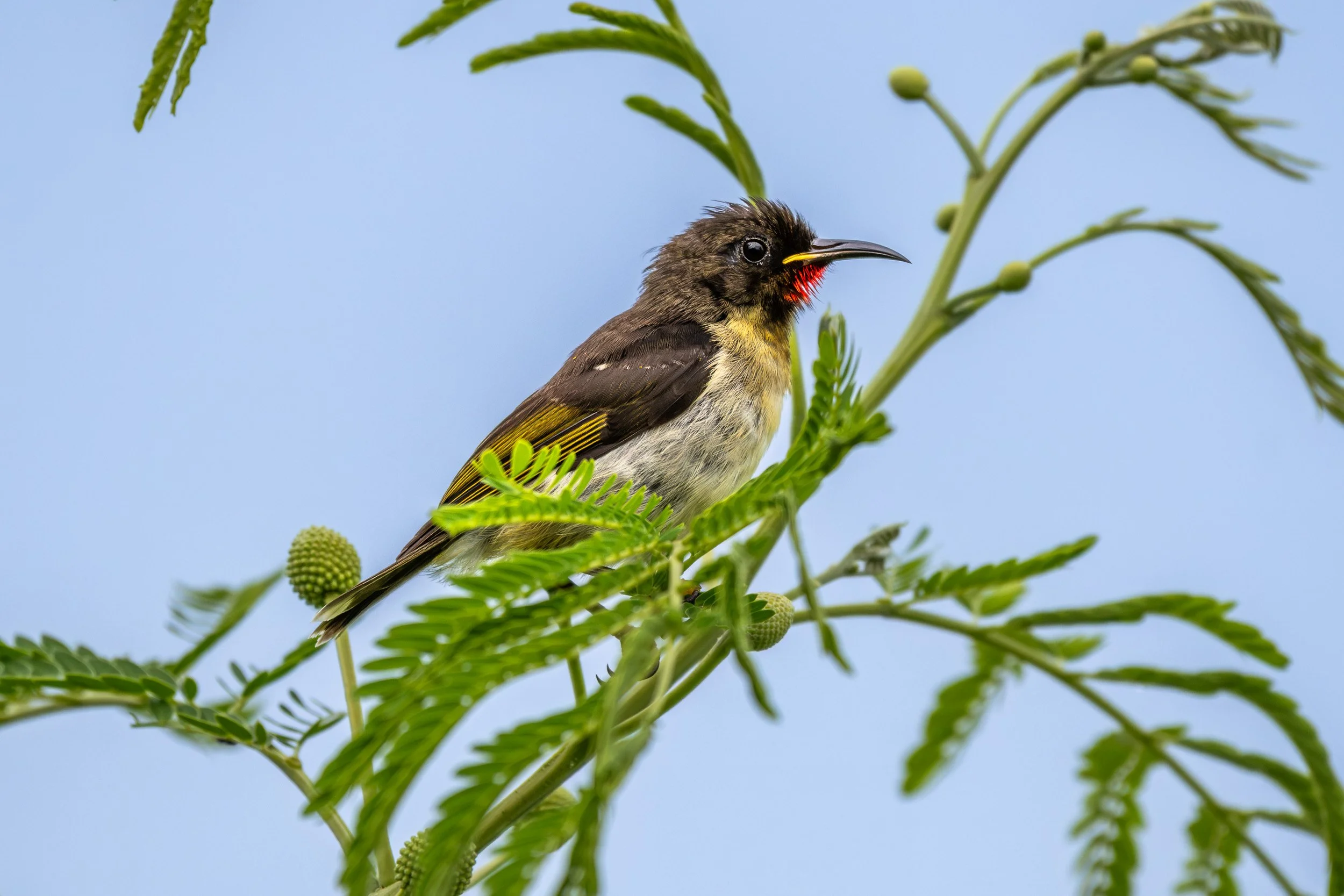 Sulphur-breasted myzomela on Viti Levu, Fiji.
