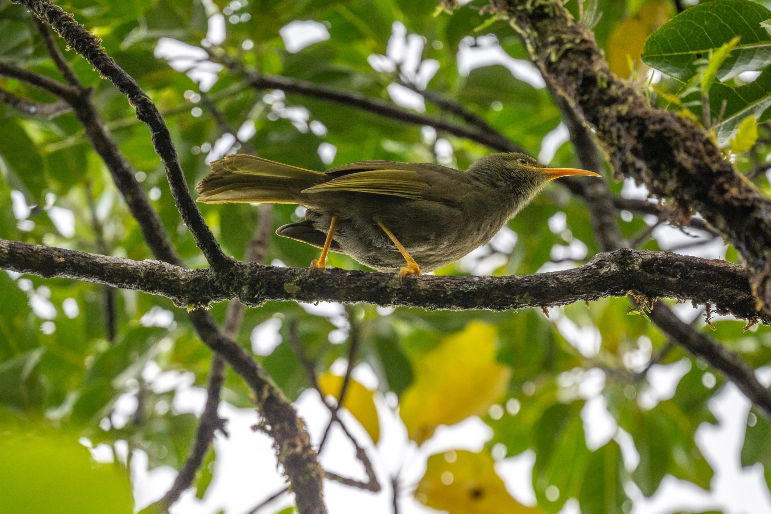 Yellow-billed Giant-Honeyeater (Gymnomyza viridis) photographed on Taveuni, Fiji, an endemic forest bird restricted to Taveuni and Vanua Levu and known for its large size and distinctive yellow bill.
