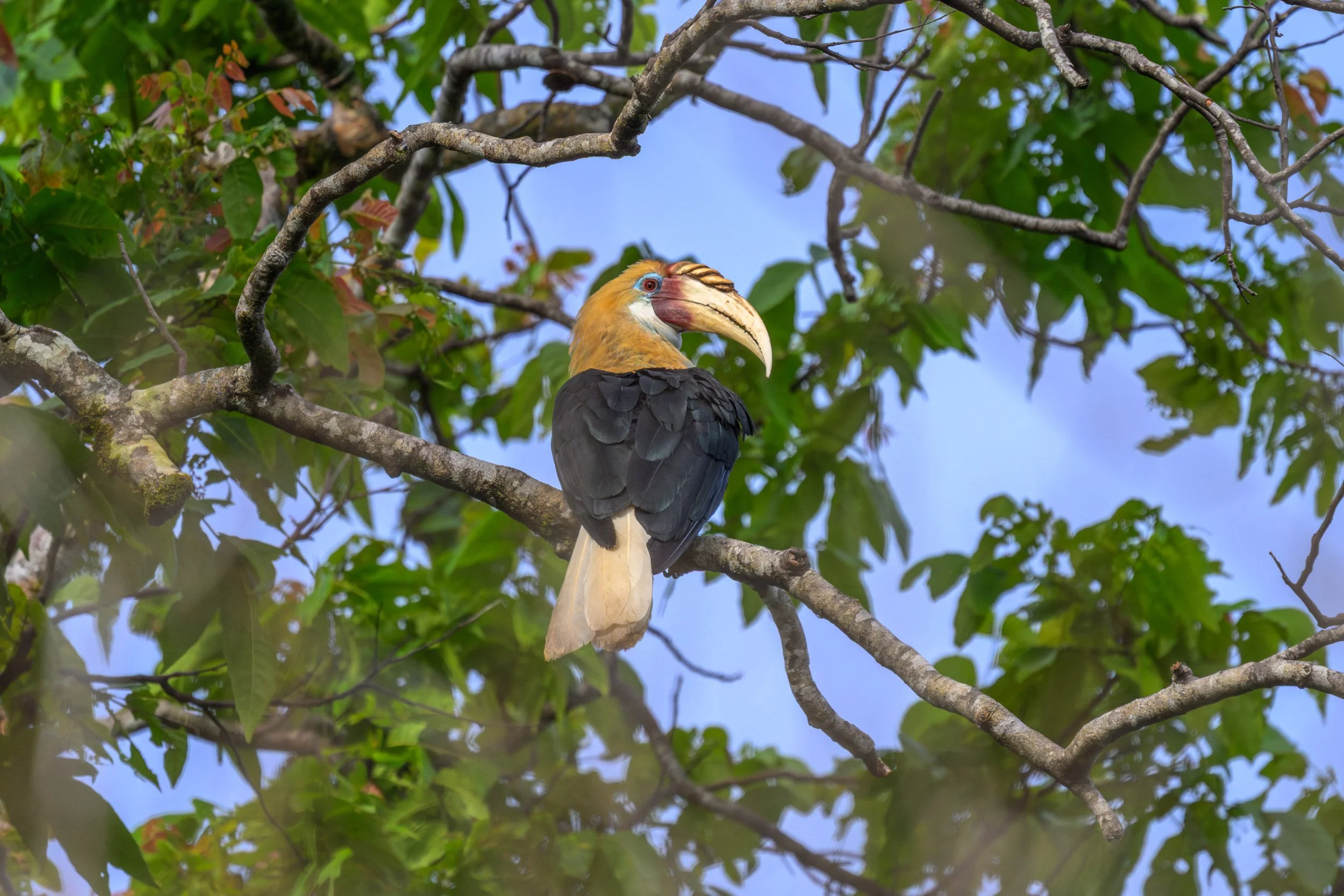 A Blyth’s Hornbill (Rhyticeros plicatus) resting on a tree branch near Palmalmal, Pomio District, East New Britain, Papua New Guinea.