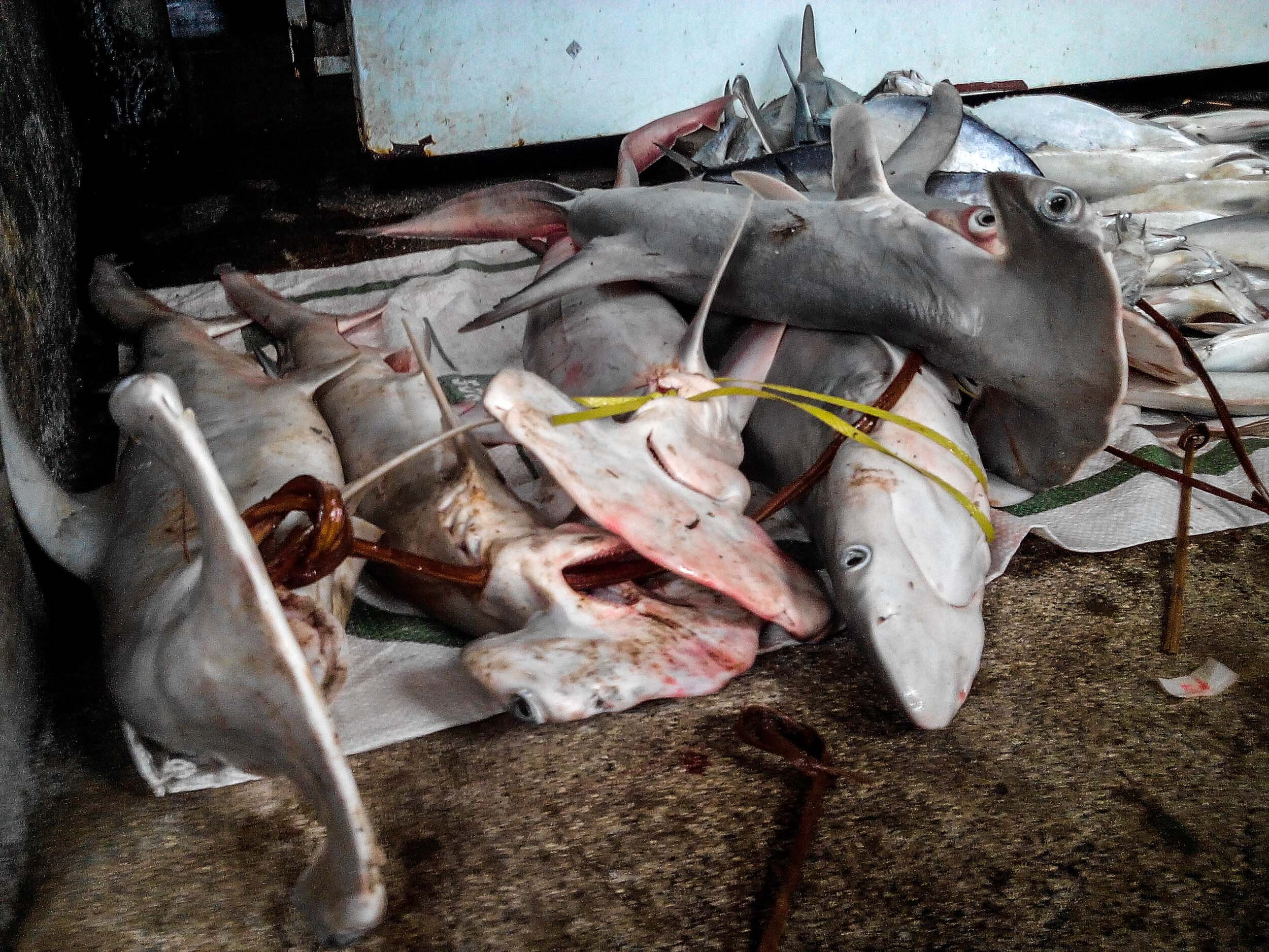 IMG_20151212_121719Shark Research in Fiji_.jpg
