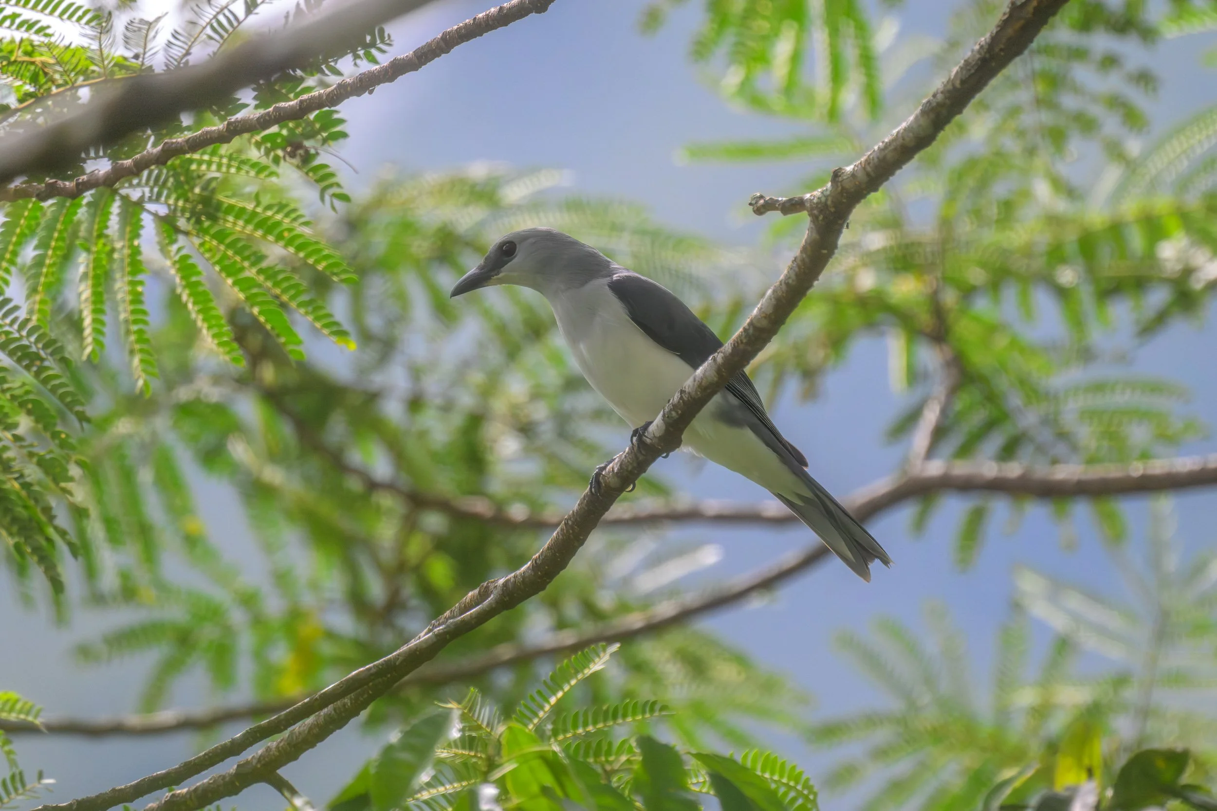 A White-bellied Cuckooshrike (Coracina papuensis) perched in inland Pomio, East New Britain, Papua New Guinea. 