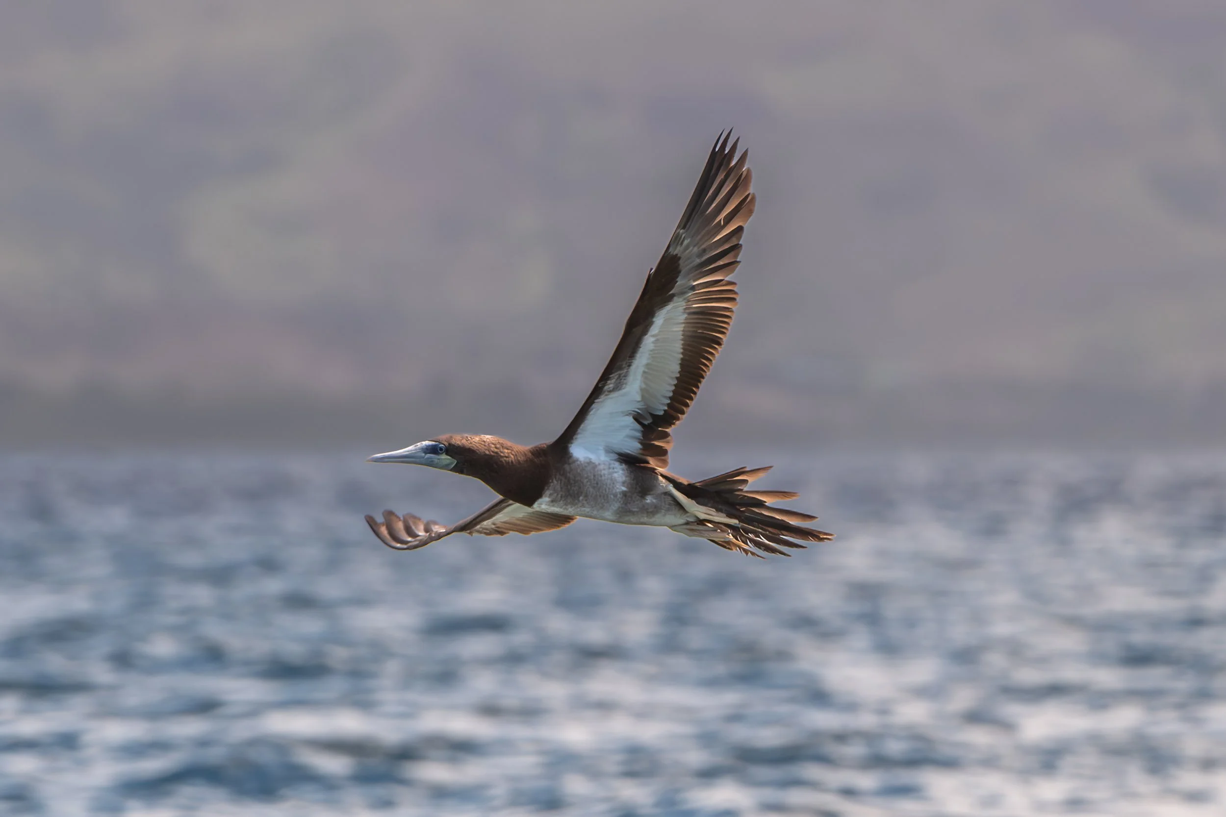 Brown Booby (Sula leucogaster) in flight near the Tailevu coast on Viti Levu, Fiji.