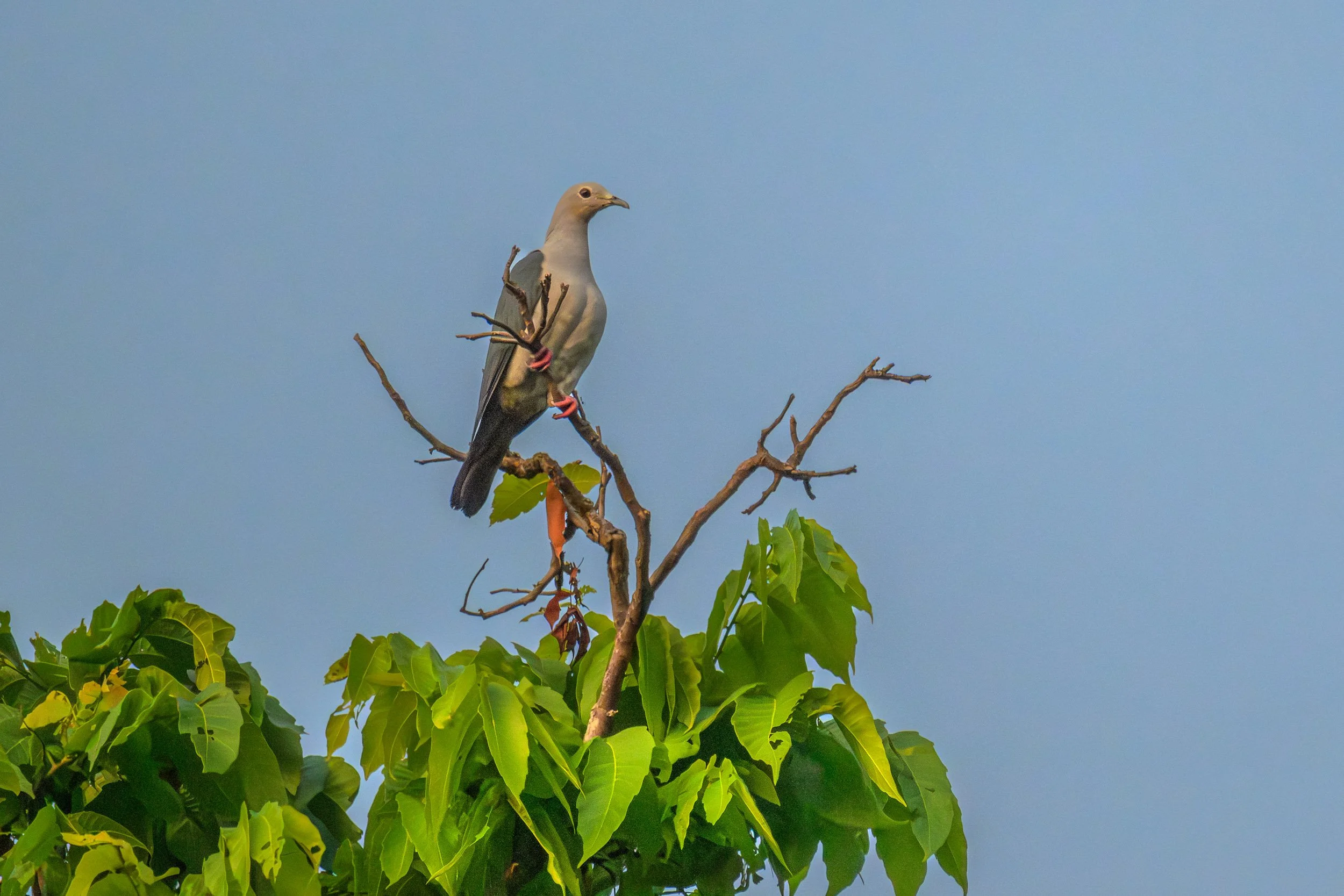 Island Imperial-Pigeon (Ducula pistrinaria) photographed in Pomio District, East New Britain, Papua New Guinea.