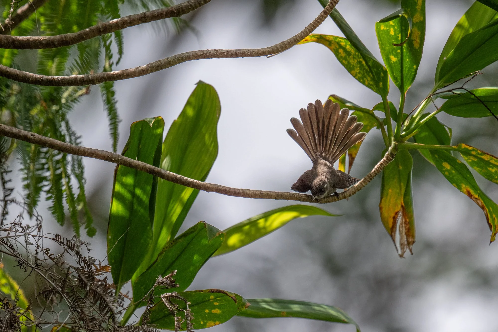Birdlife International_Tom Vierus_Manumea Expedition-72.jpg