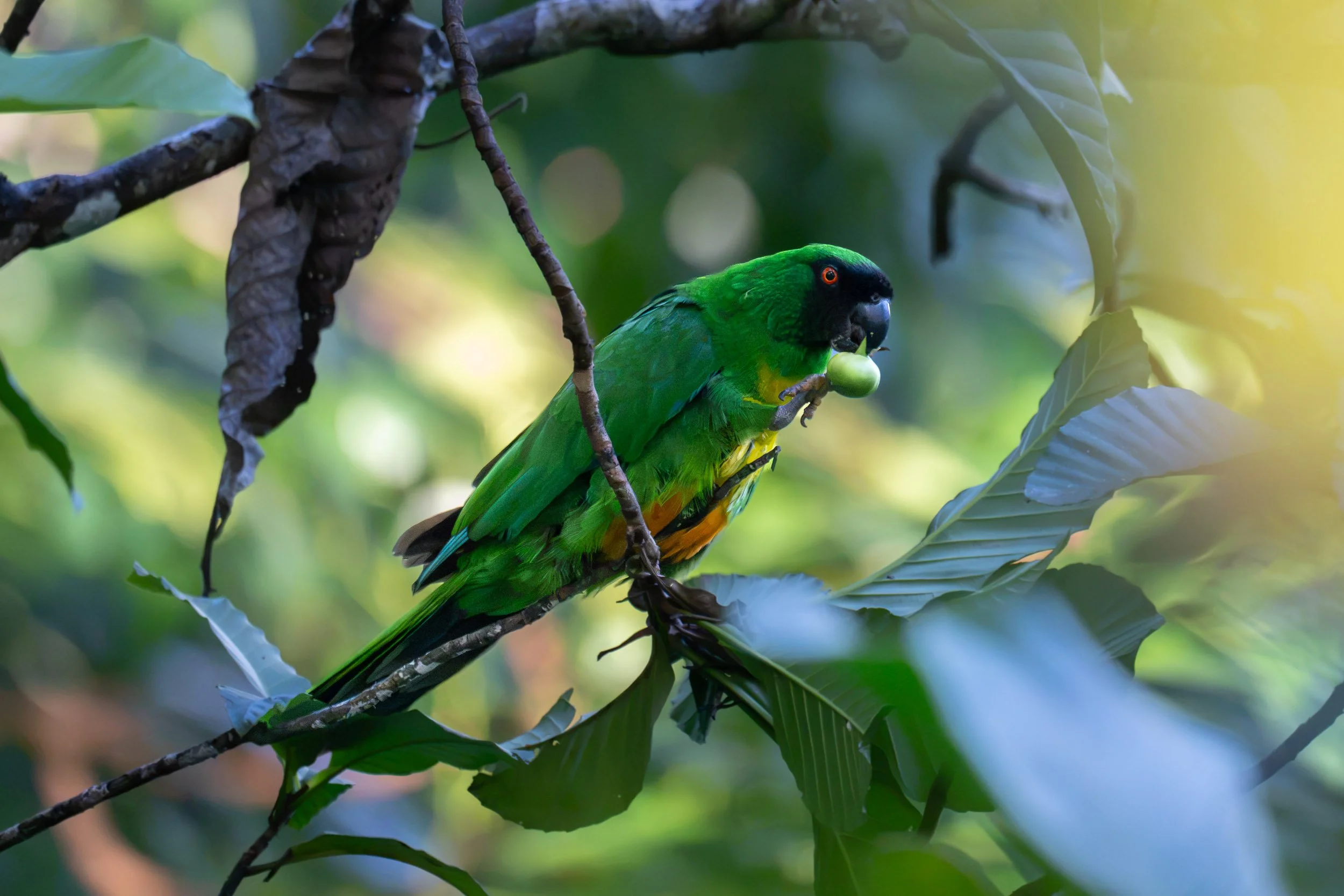 Masked Shining-Parrot (Prosopeia personata), an endemic parrot photographed in Colo-i-Suva on Viti Levu, Fiji.