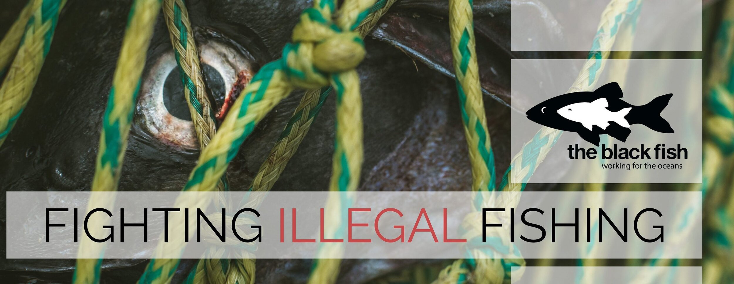 Interview with 'Fishact': fighting illegal fishing
