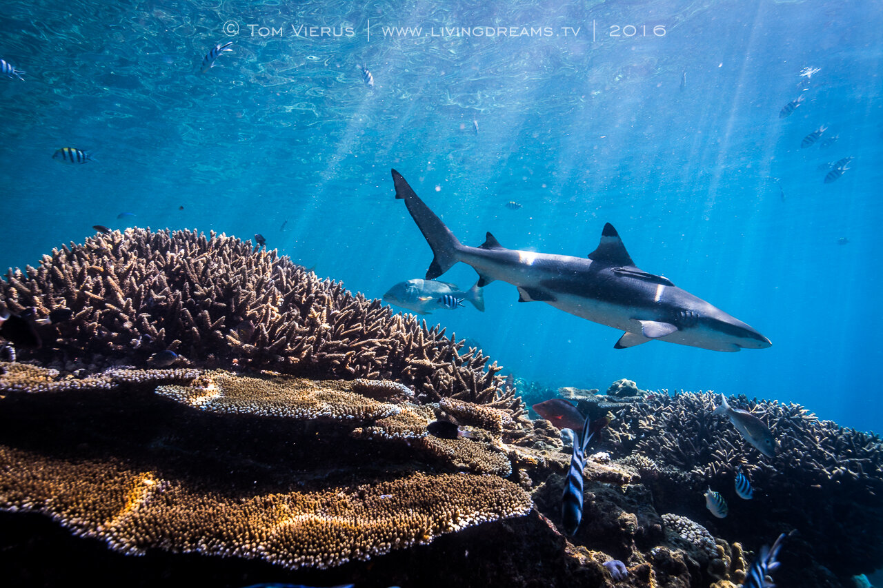 Sustainablesharkdiving.com - a game-changer?