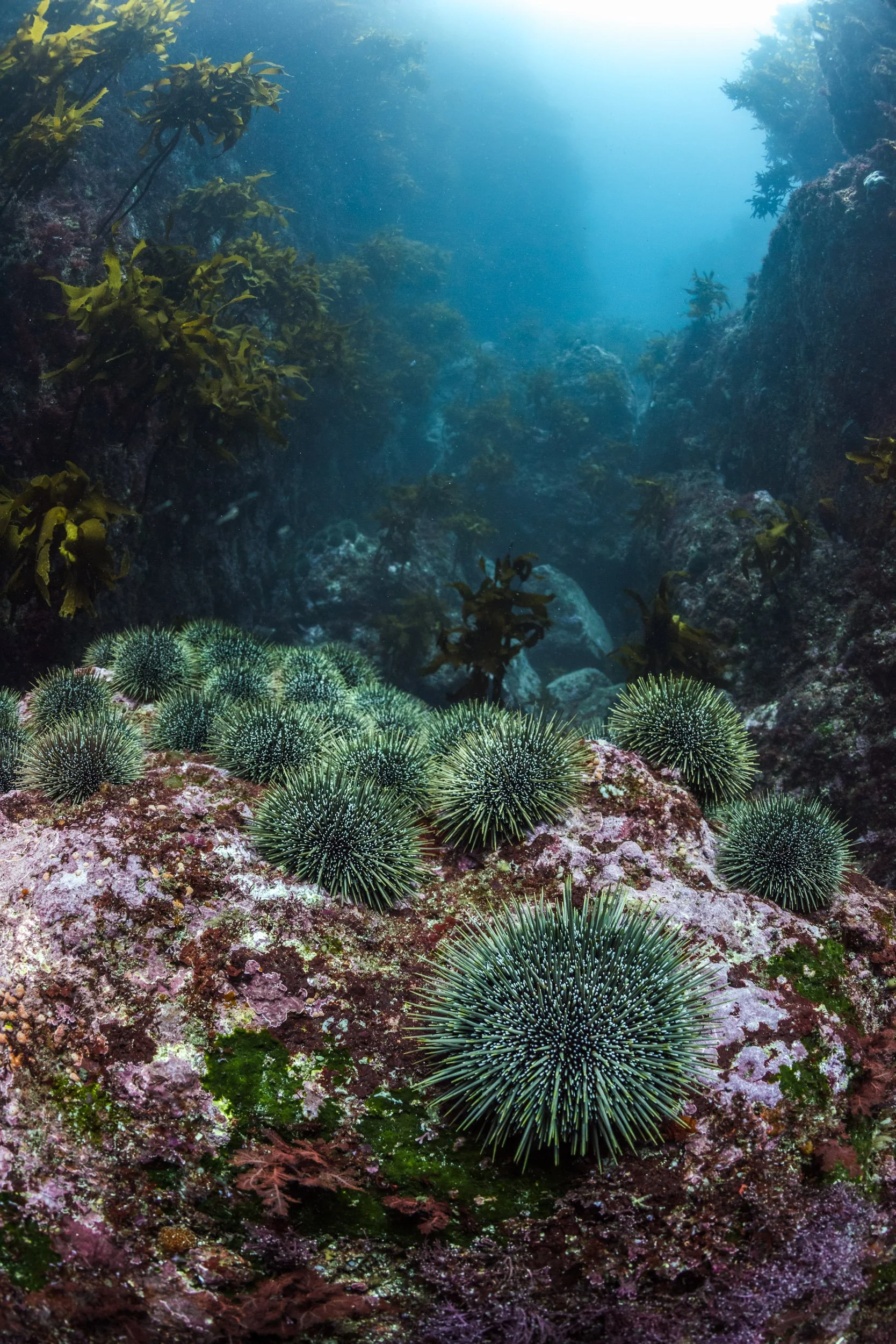 A large aggregation of kina, or New Zealand Sea Urchins (Evechinus chloroticus), in the Poor Knights Islands Marine Reserve, New Zealand.