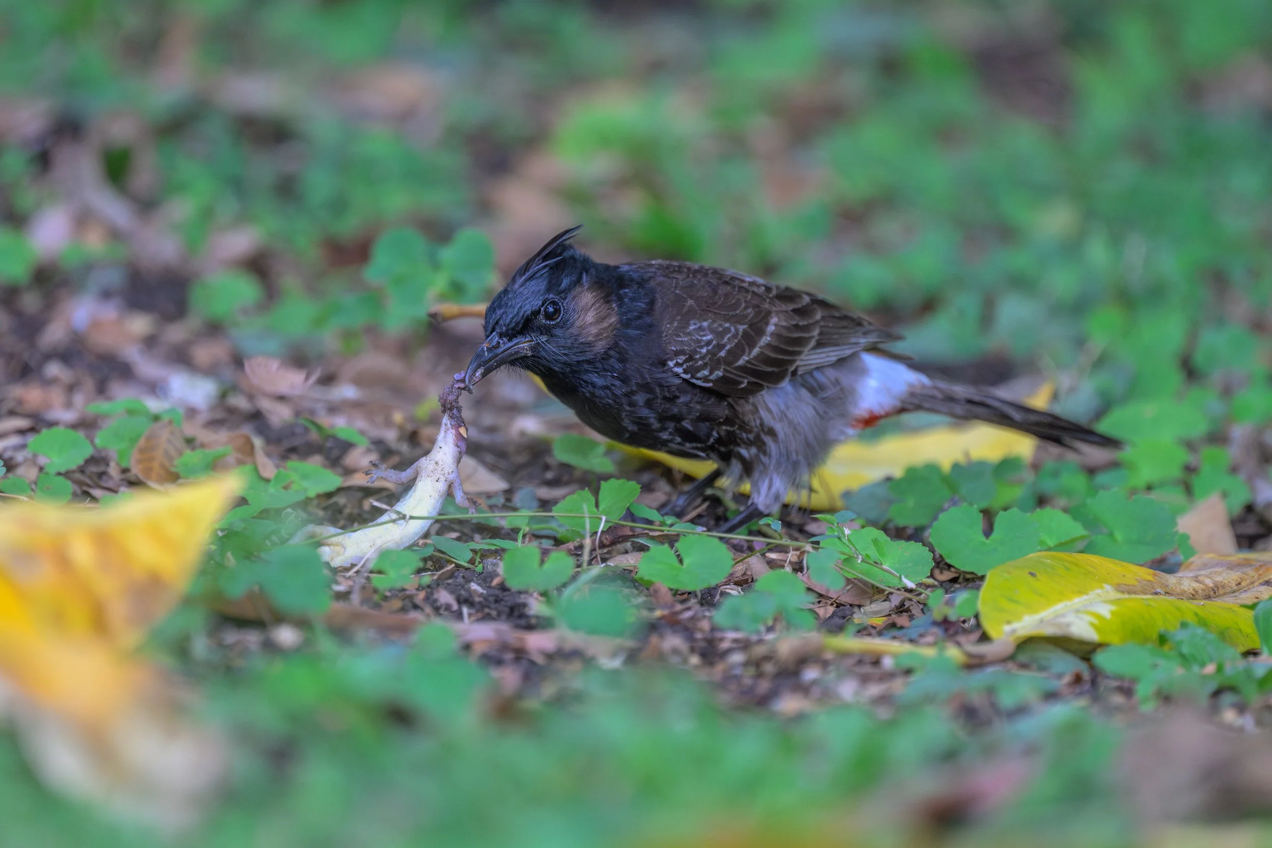 A bird on the forest floor with a chicken leg in its beak.