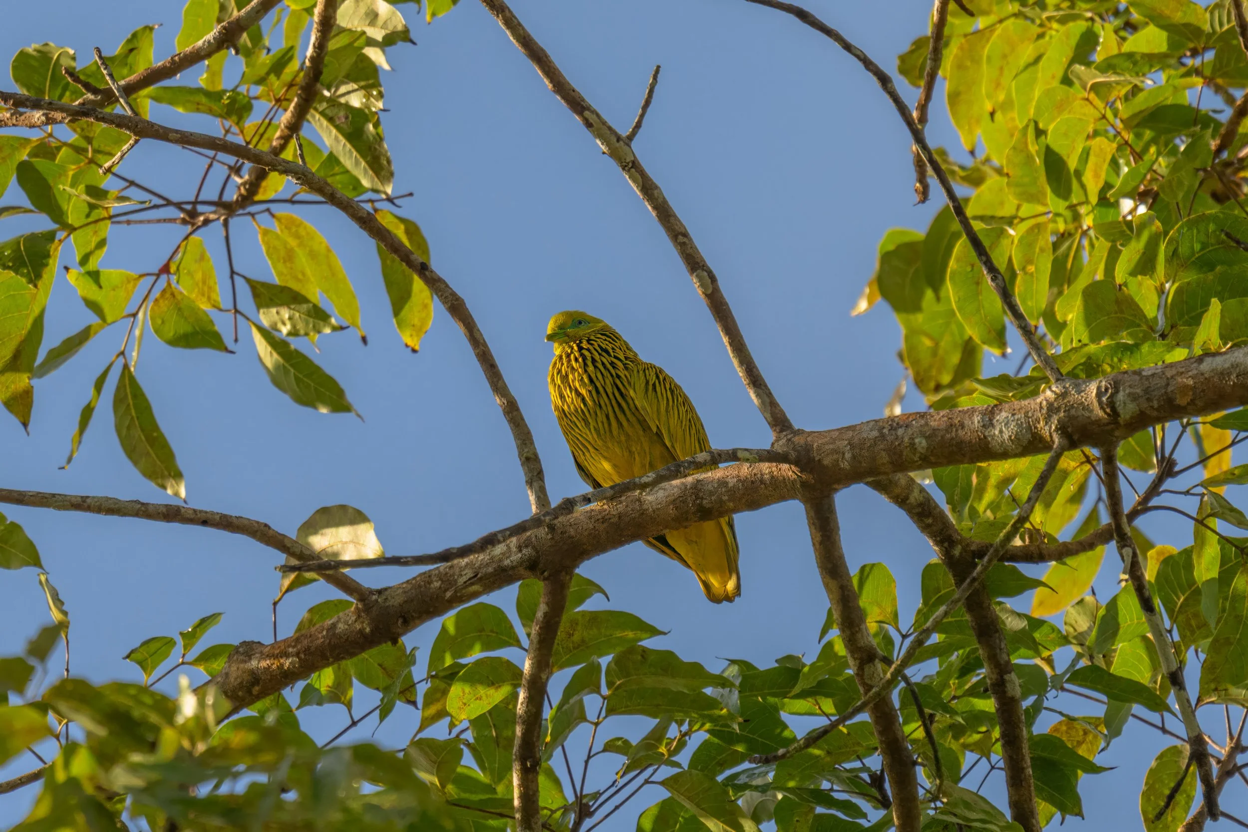 Golden Dove