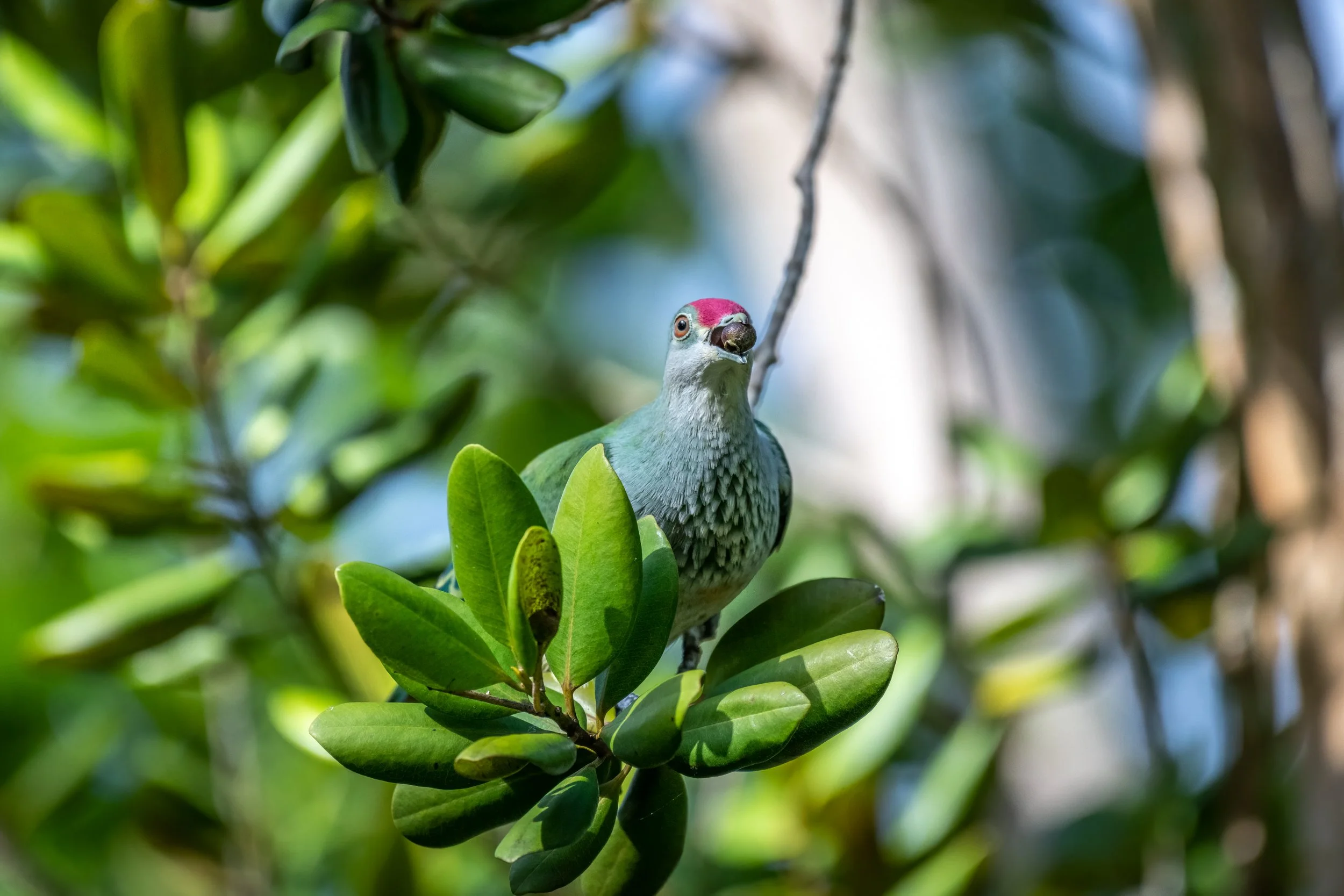 Many-Colored Fruit Dove in Fiji
