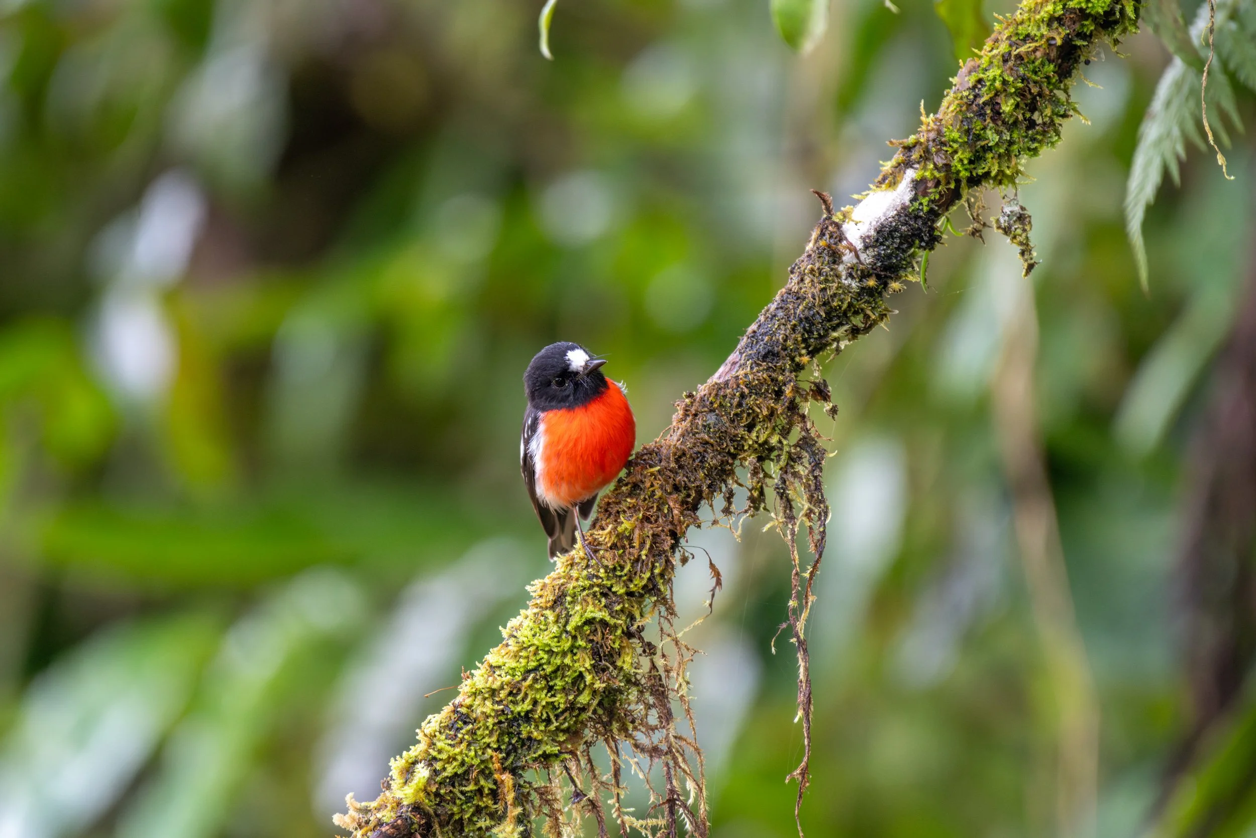 Pacific Robin in Fiji 
