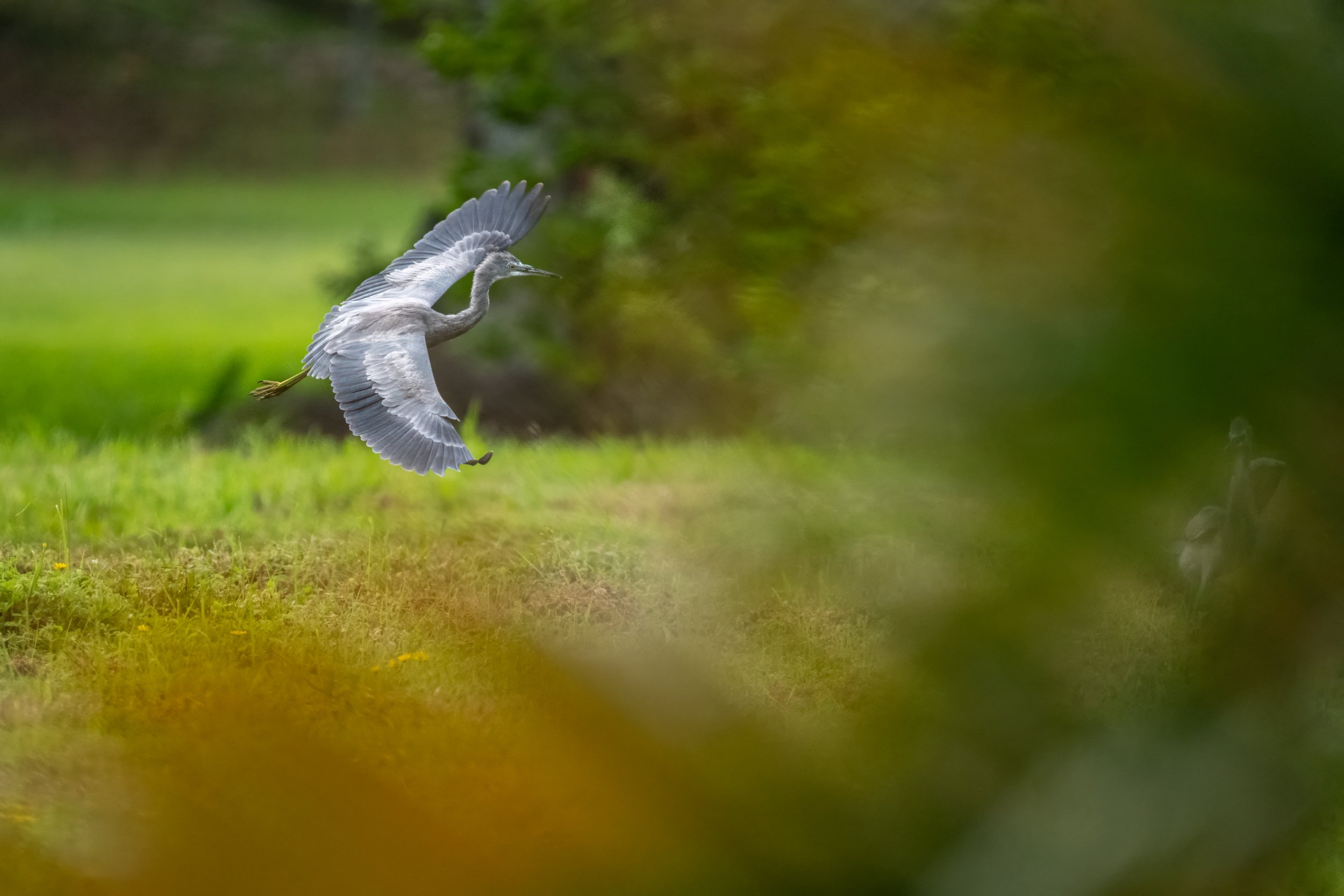 White-faced Heron