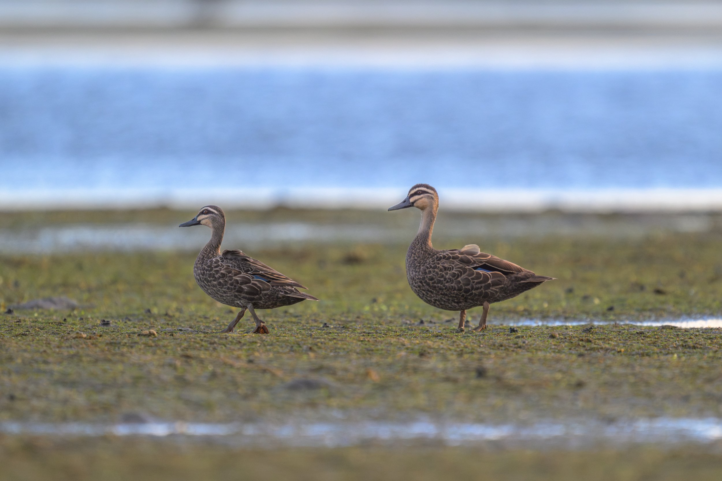 Pacific Duck