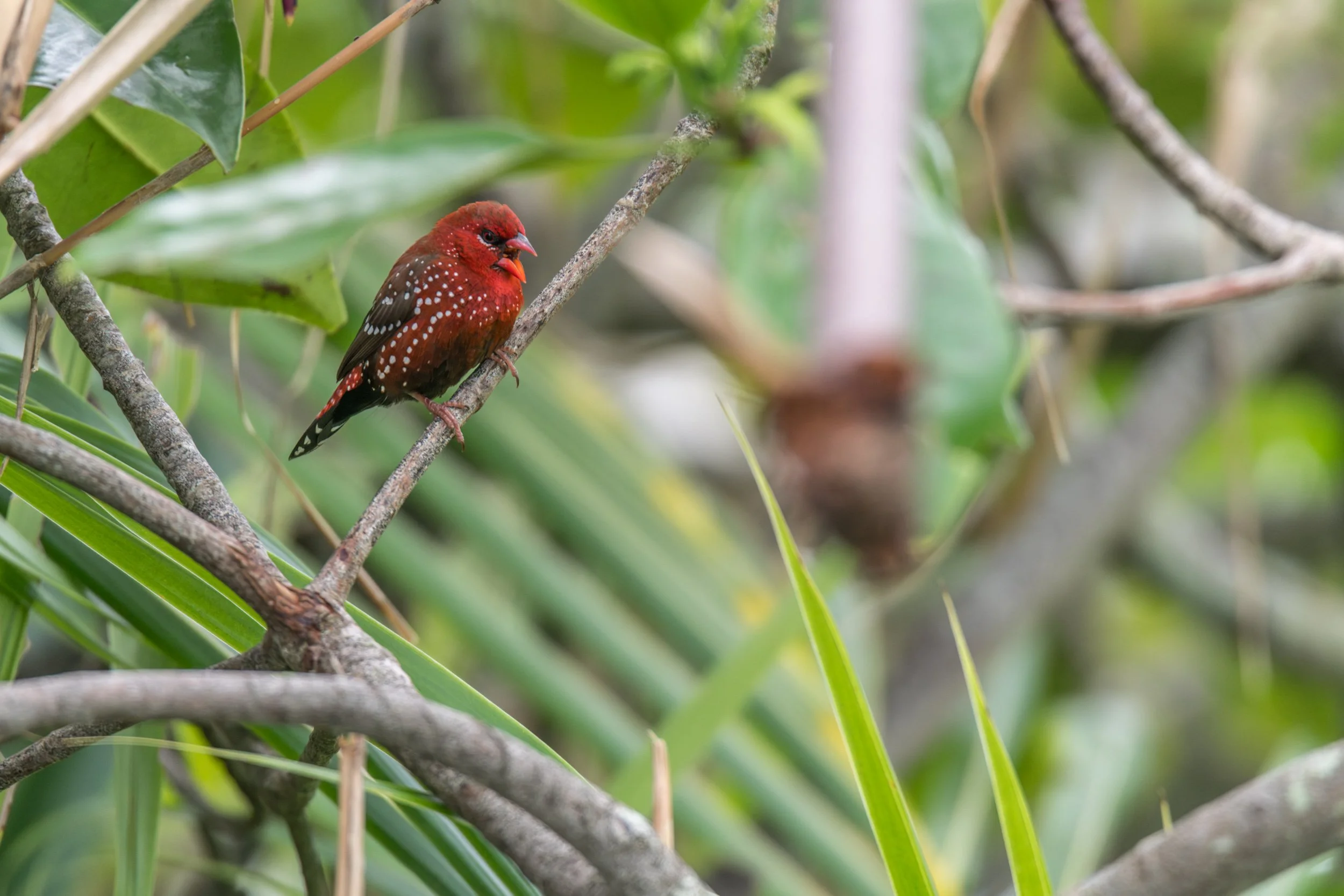 Red Avadavat in Fiji