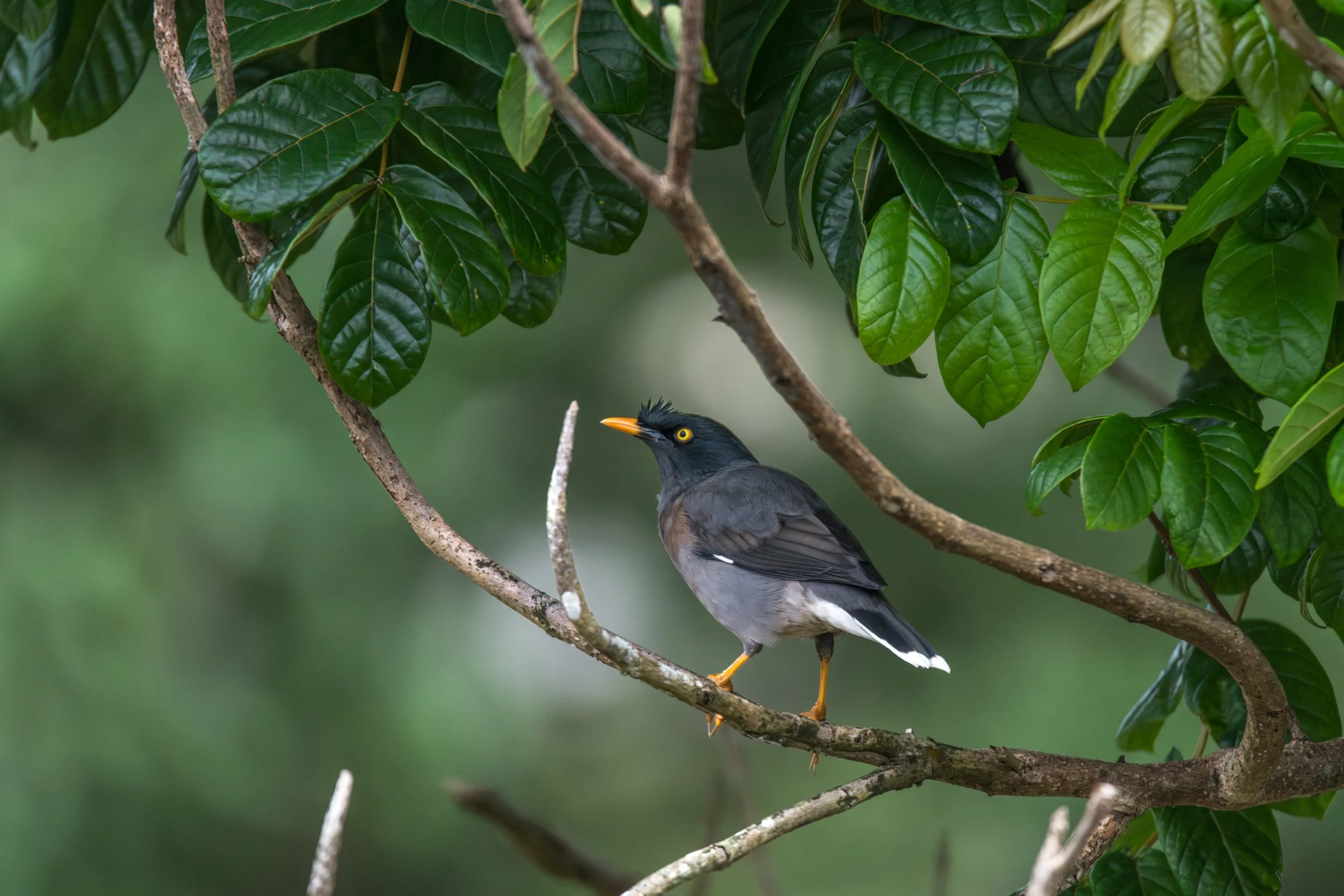 Jungle Myna in Fiji