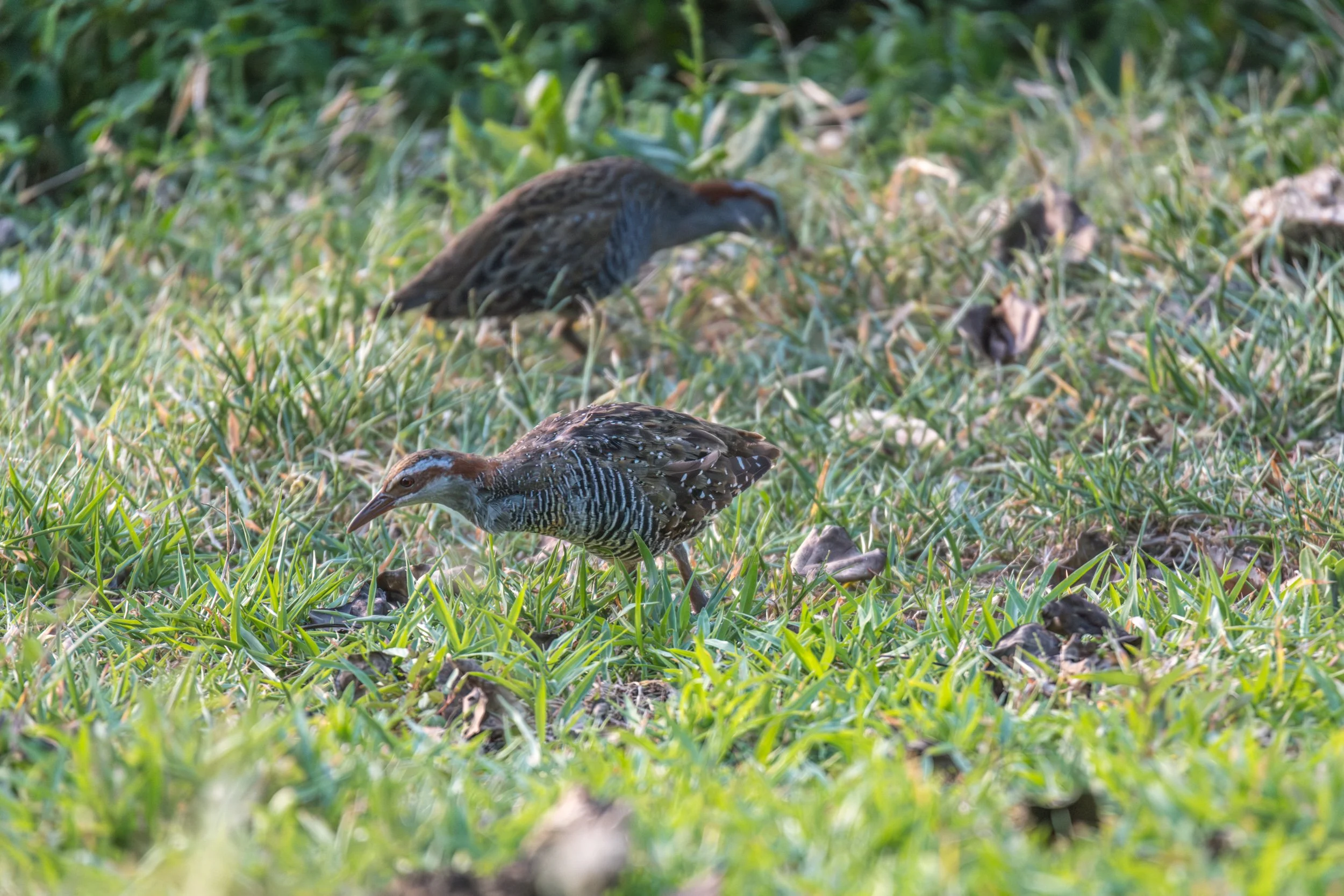 Buff-banded Rail in FIji