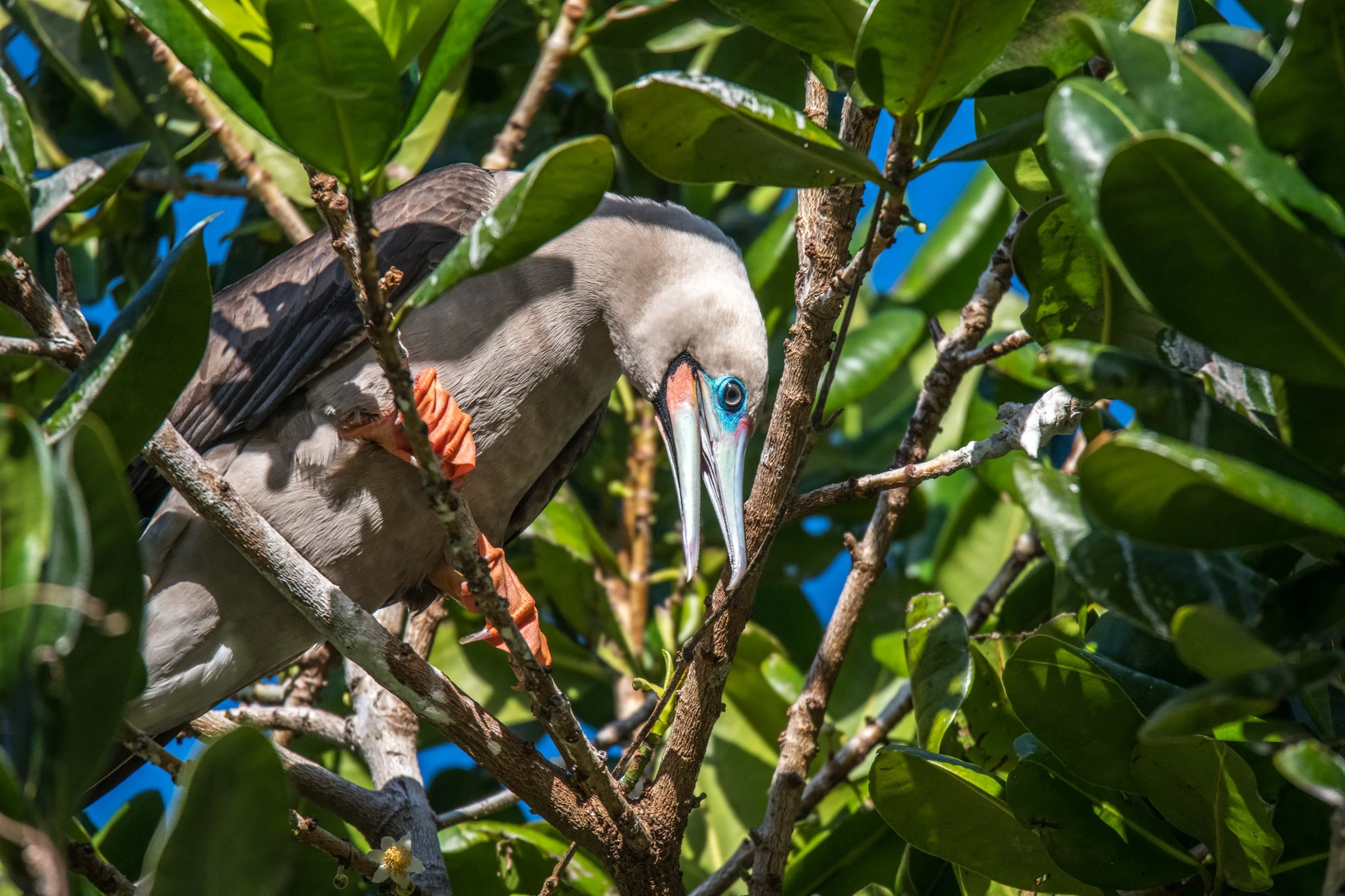 Red-footed Booby in Fiji