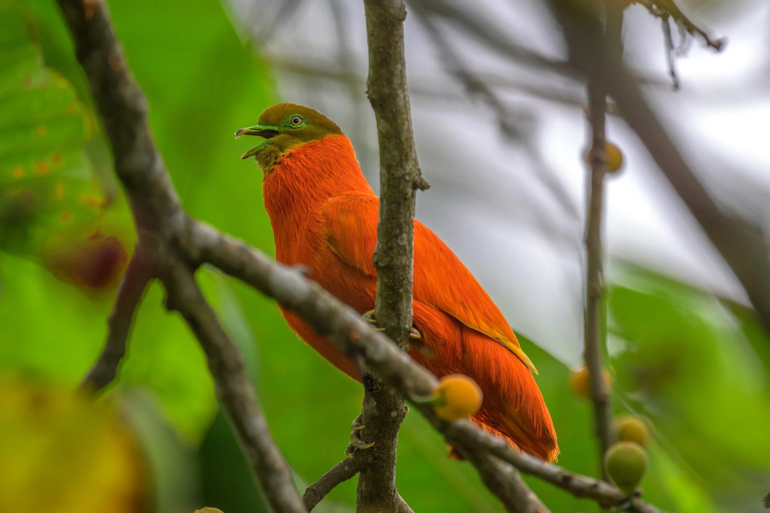 Orange Dove 