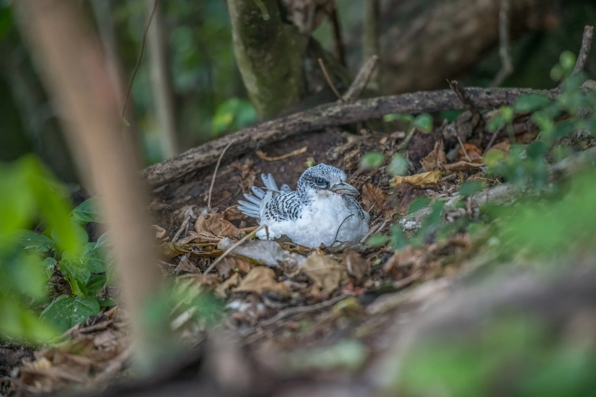 White-tailed Tropicbird in Fiji