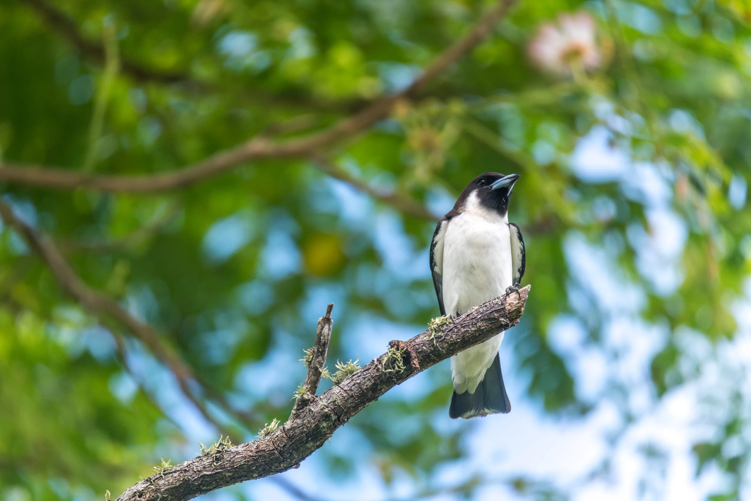 A bird perched on a tree branch with a background of green leaves and blue sky.